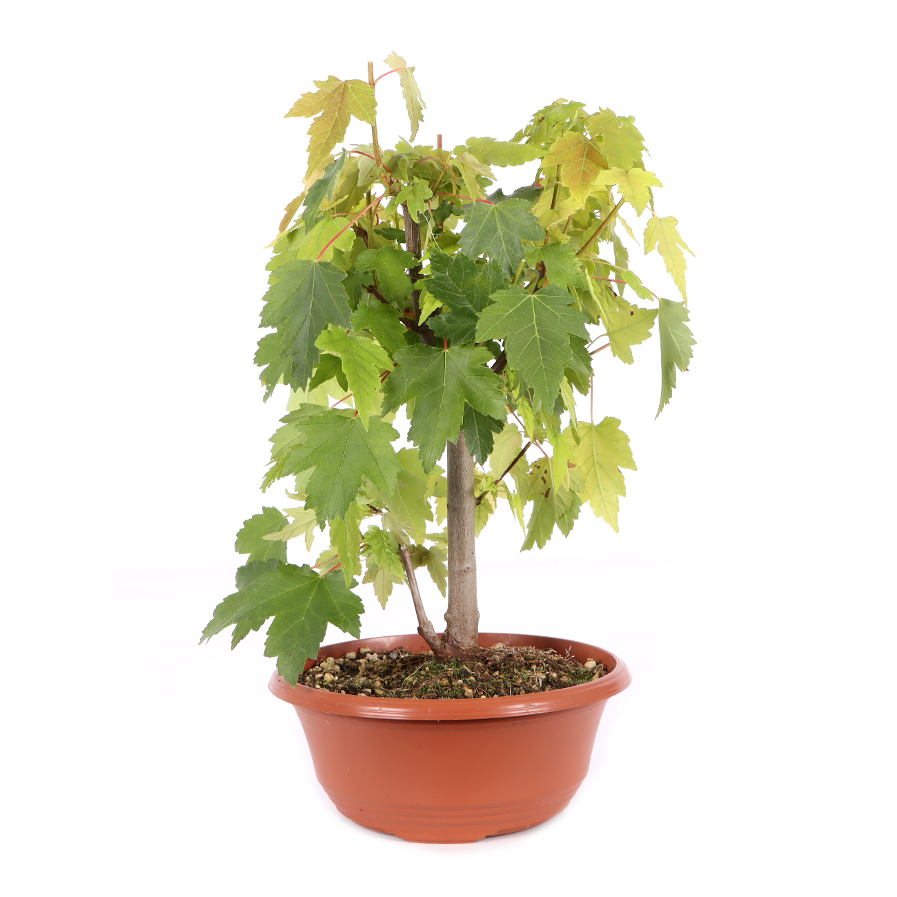 Acer rubrum 'October Glory'