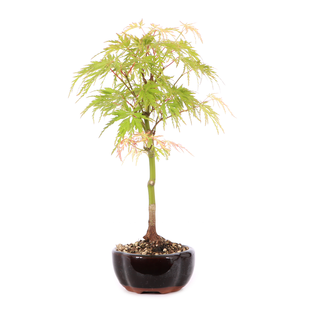 Acer palmatum 'Seiryu'