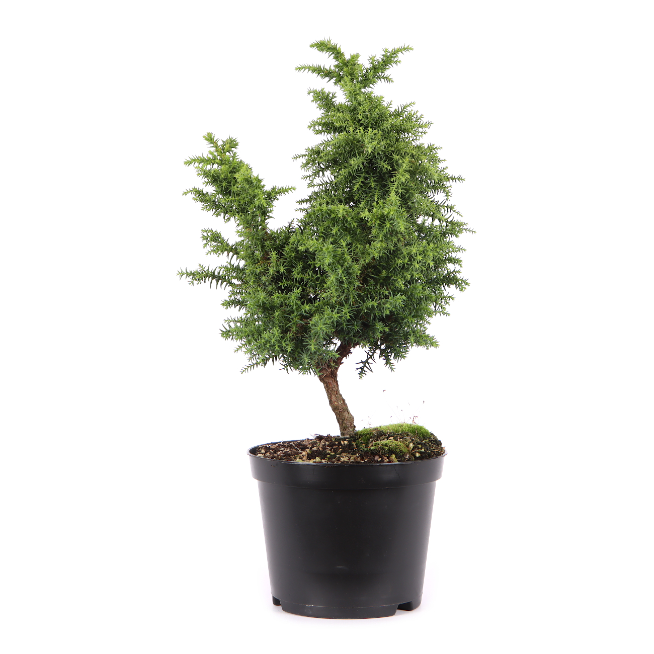 Cryptomeria japonica 'Yokohama'