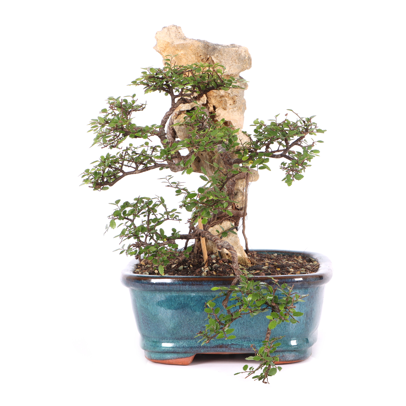 Ulmus parvifolia