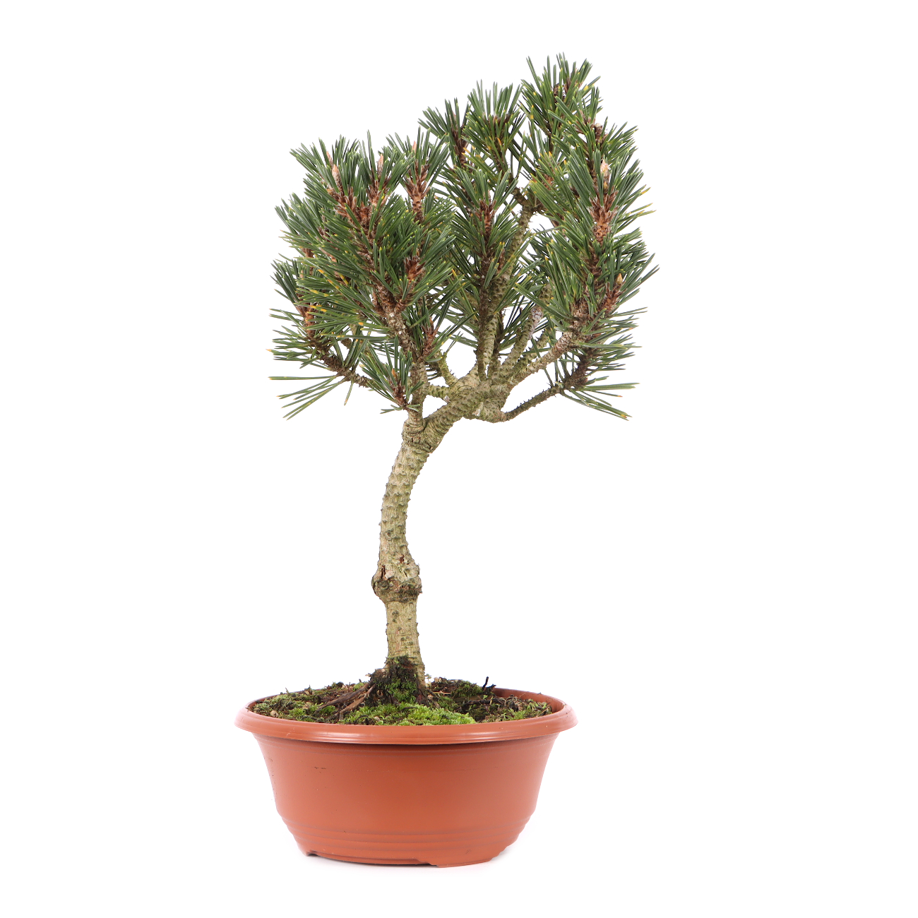 Pinus thunbergii 'Kotobuki'