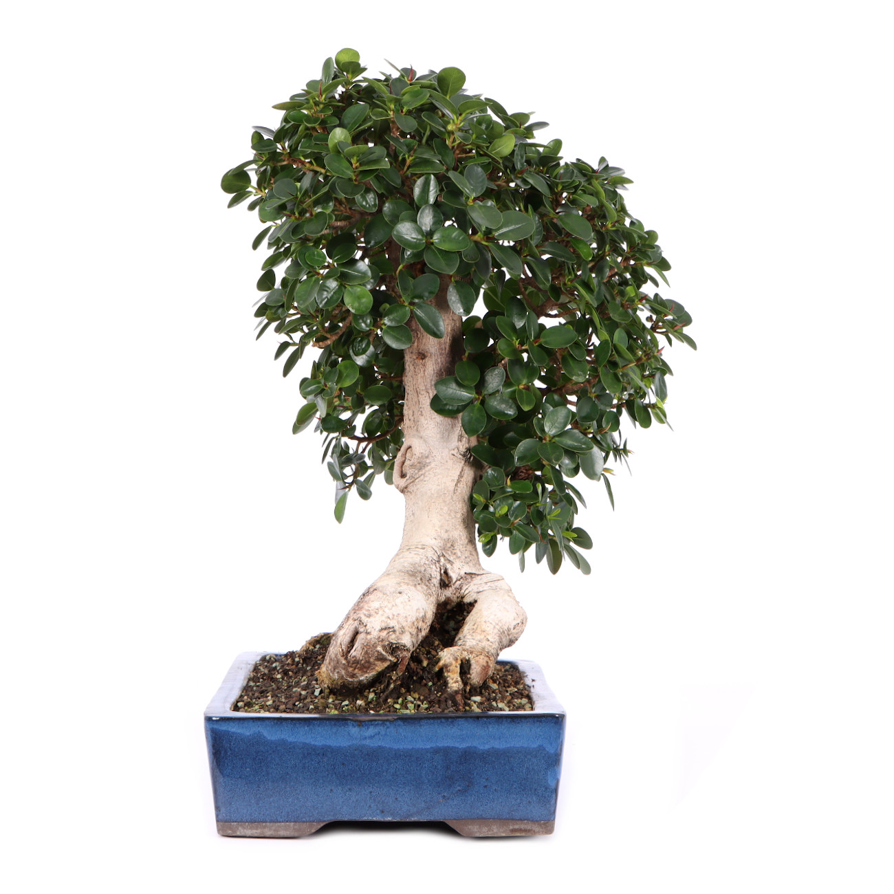 Seitenansicht rechts