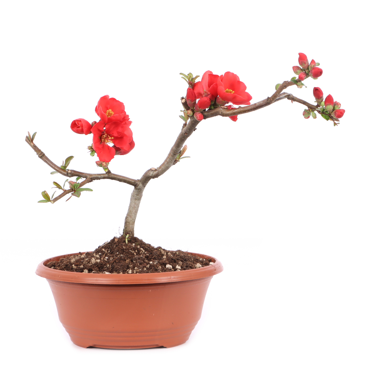 Chaenomeles speciosa