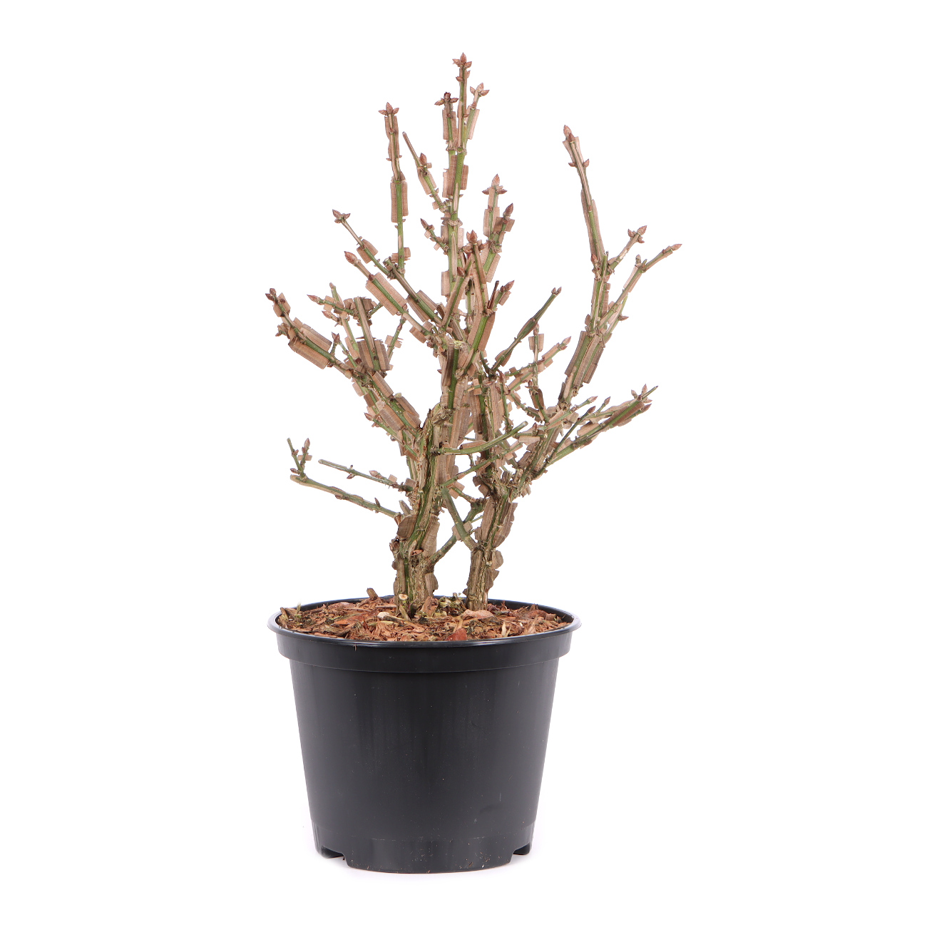 Euonymus alatus
