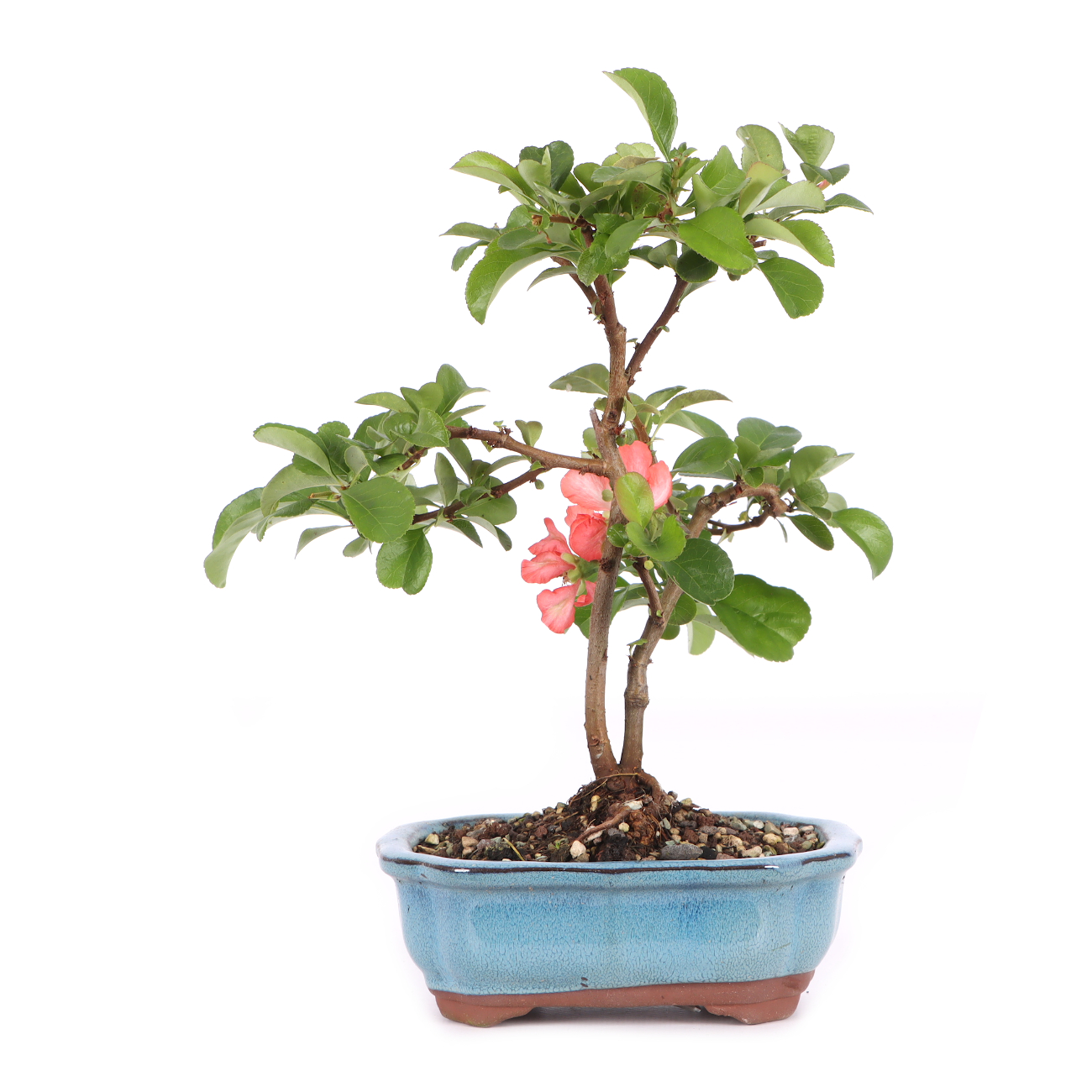 Chaenomeles x superba 'Pink Trail'