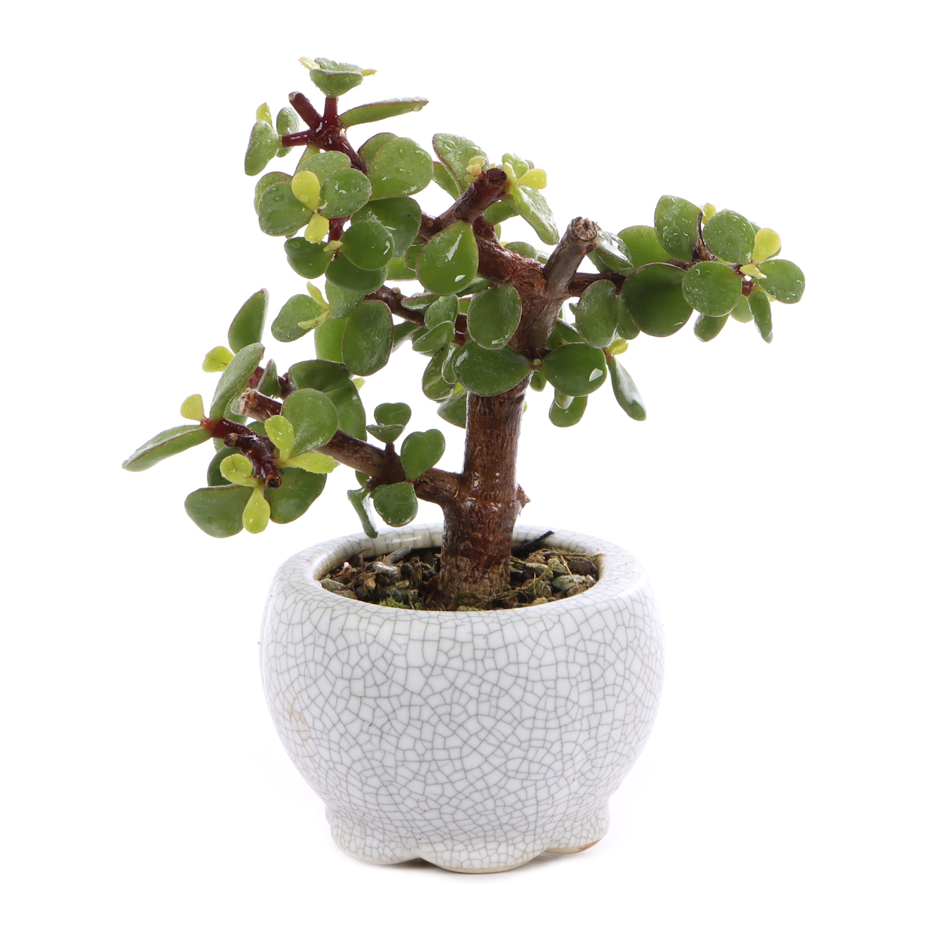 Portulacaria afra