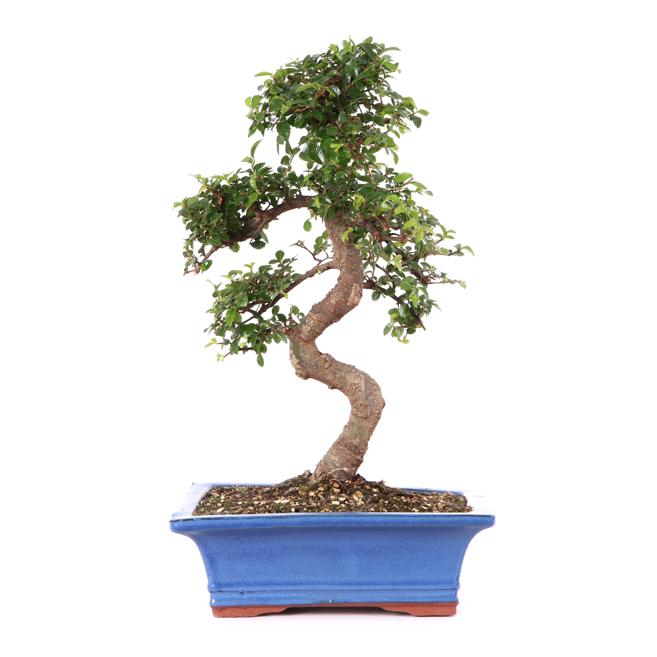 Ulmus parvifolia