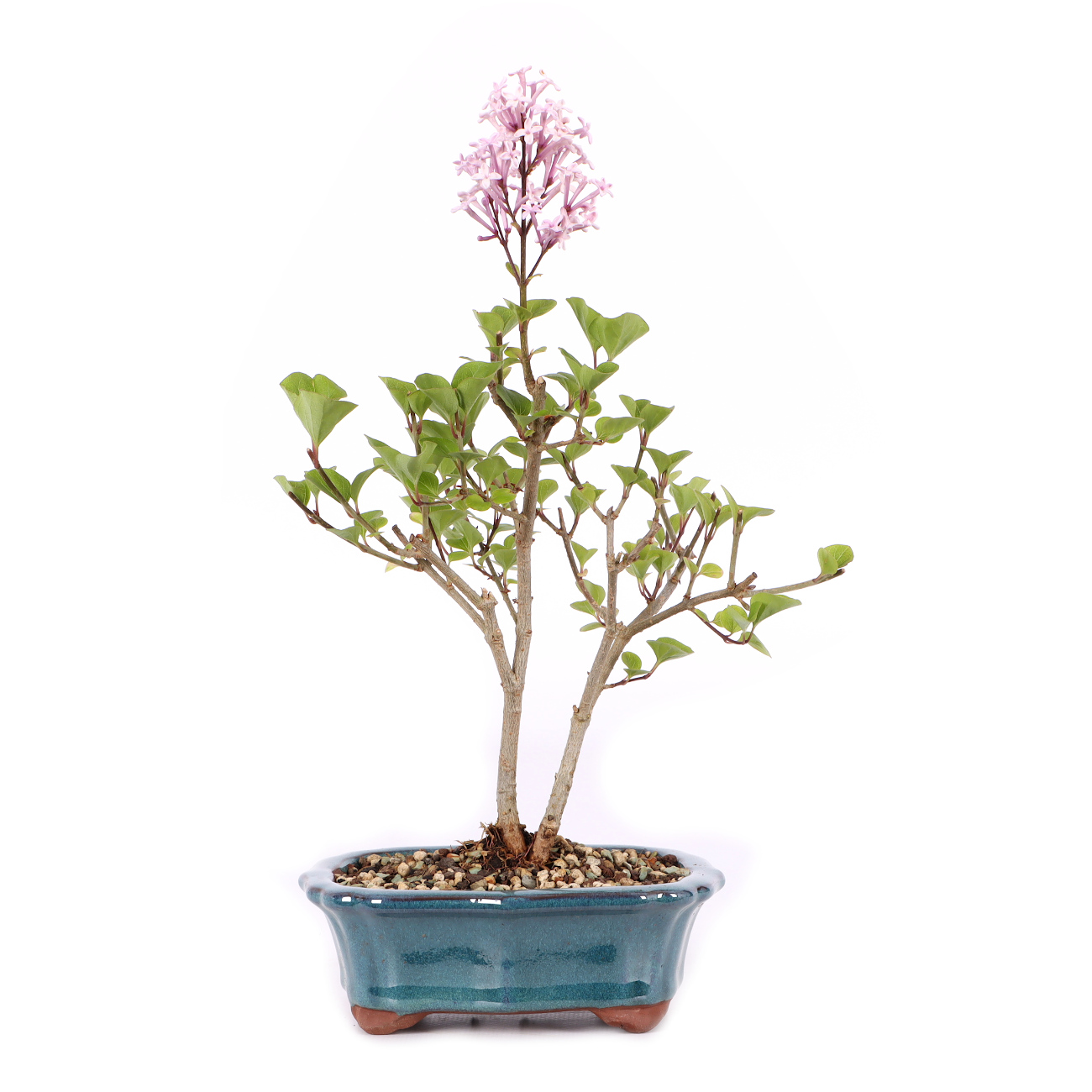 Syringa meyeri 'Palibin'