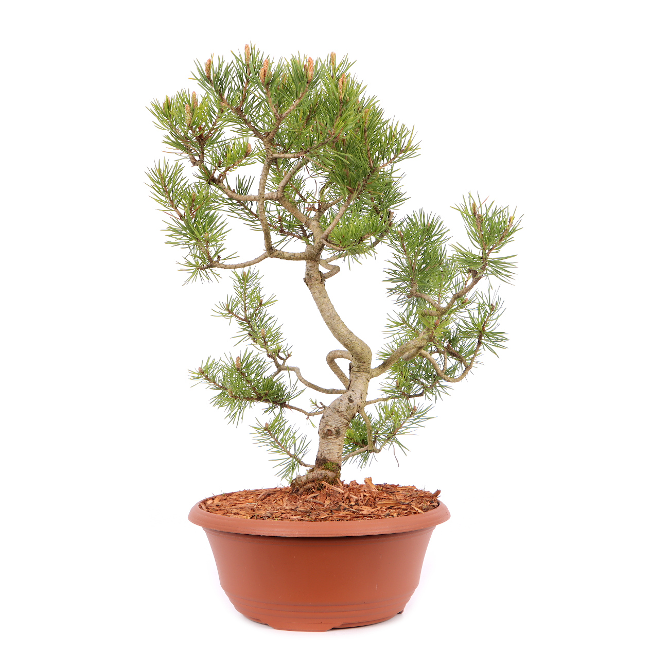 Pinus sylvestris