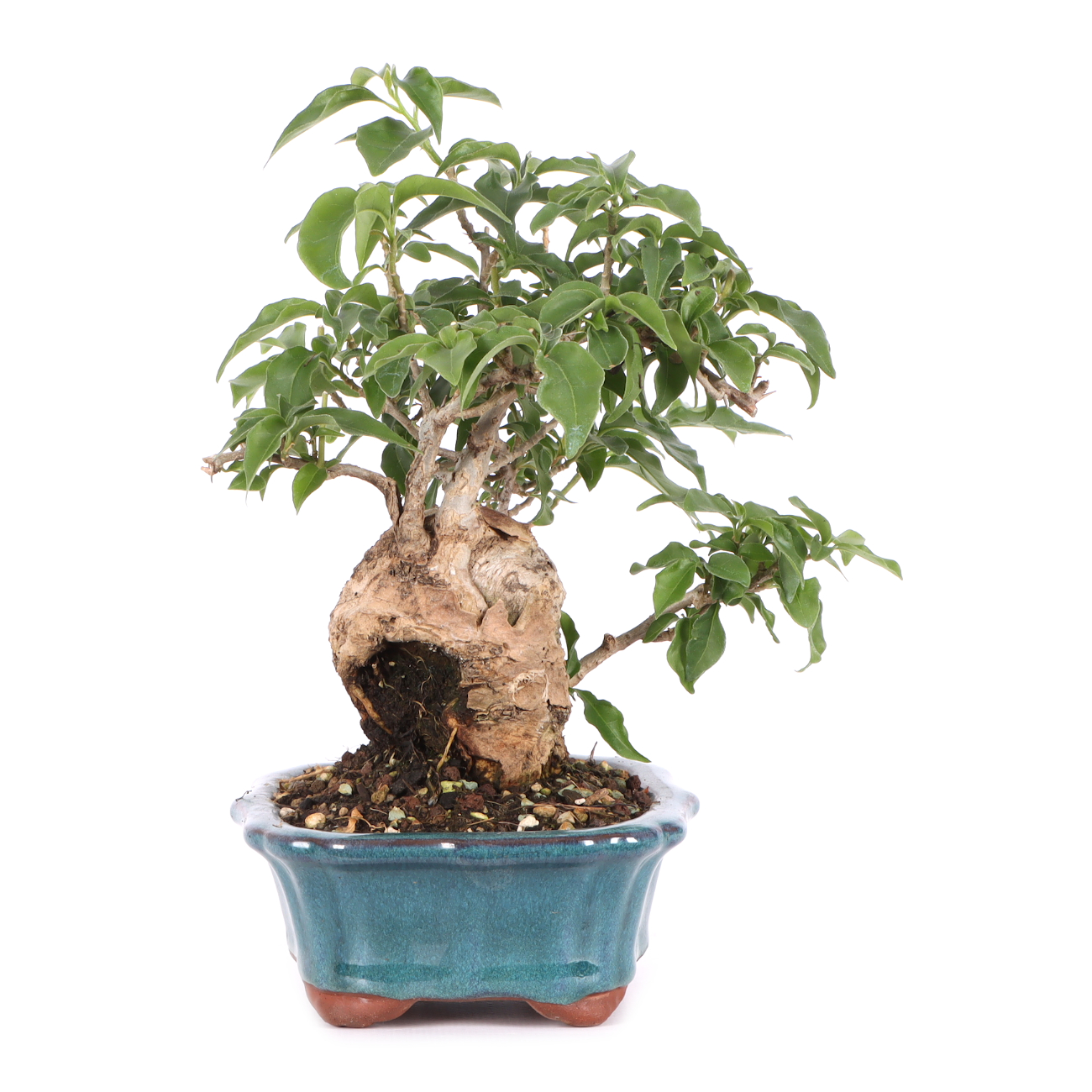 Bougainvillea glabra