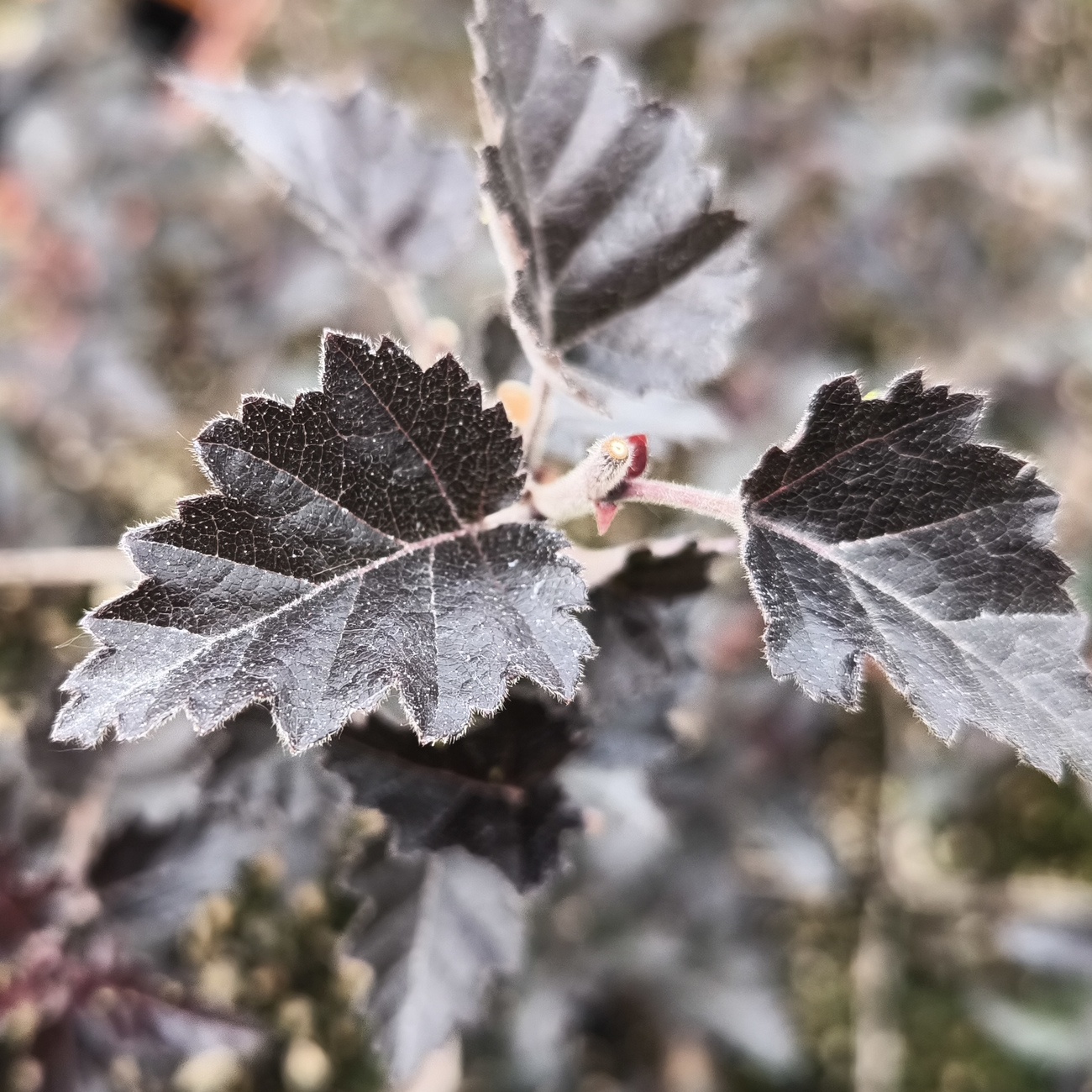 Betula pendula 'Purpurea'