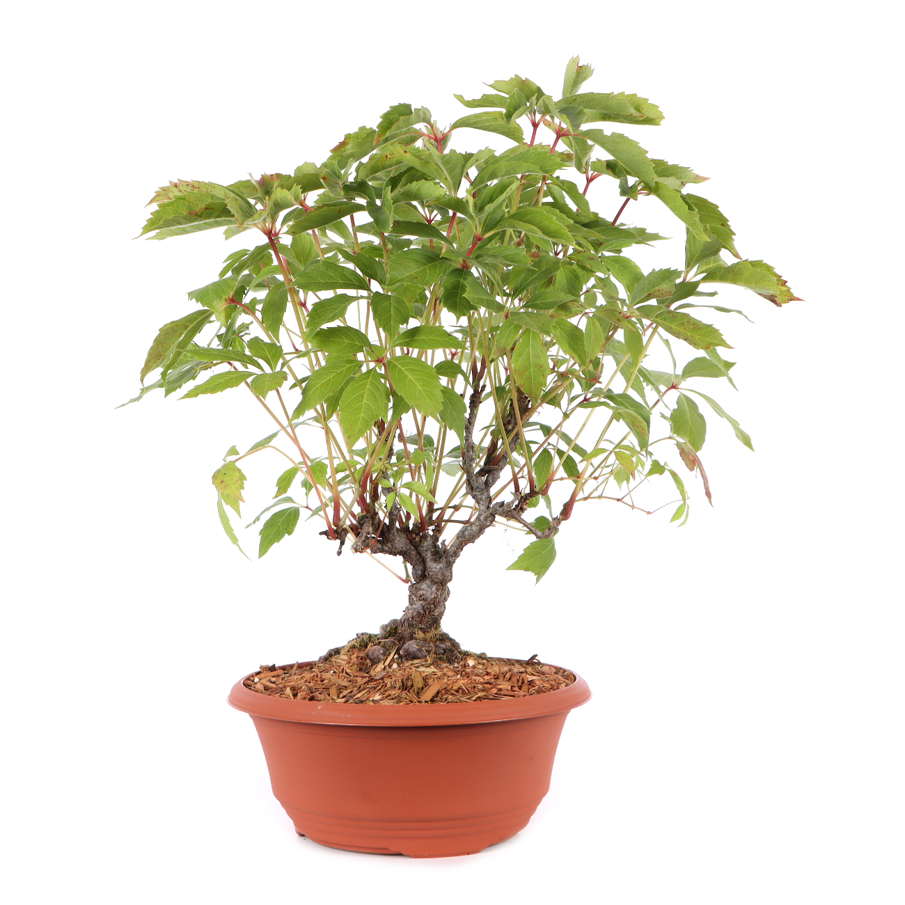 Parthenocissus quinquefolia