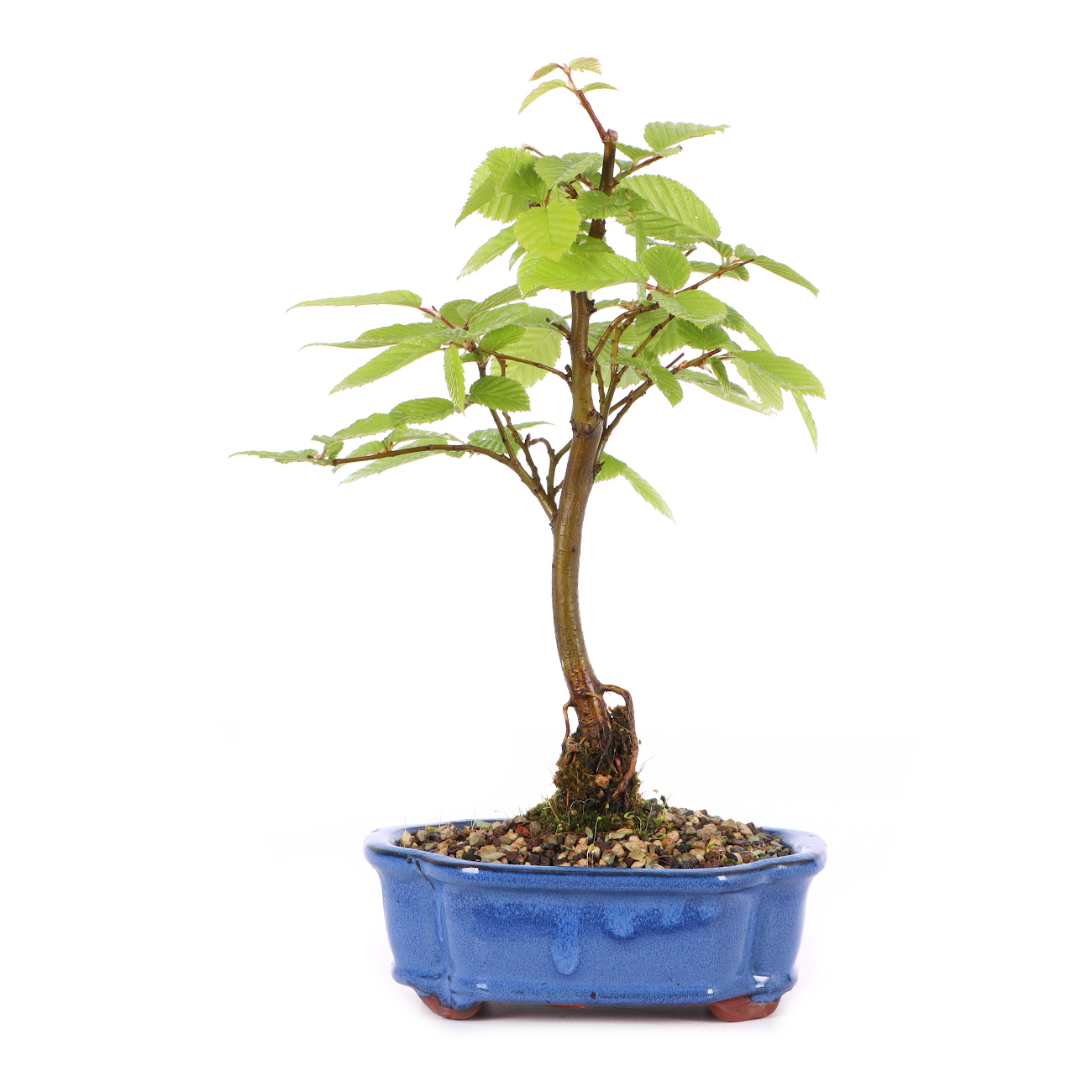 Carpinus betulus