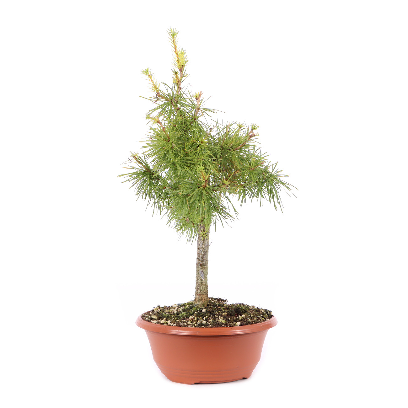 Larix decidua