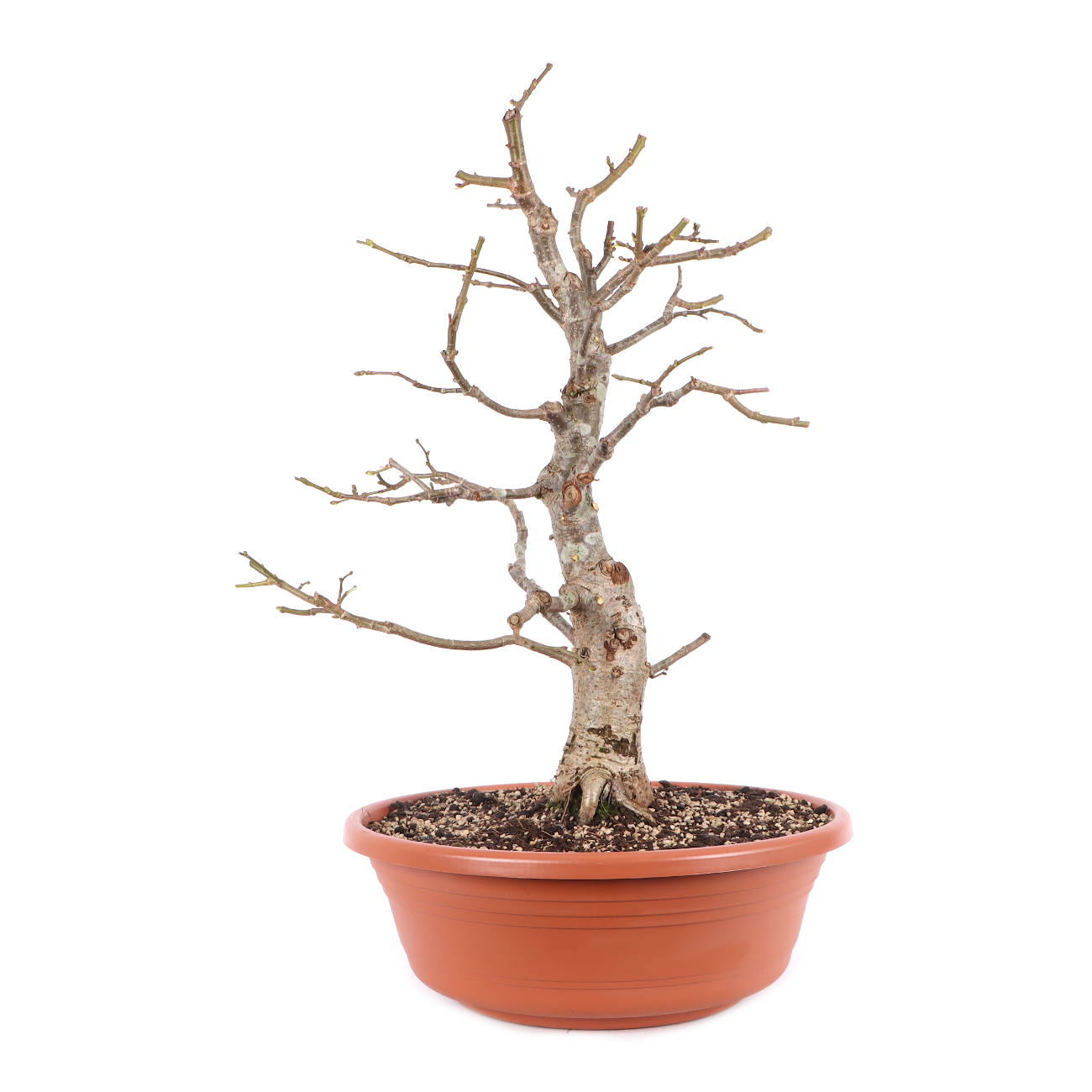Tilia cordata