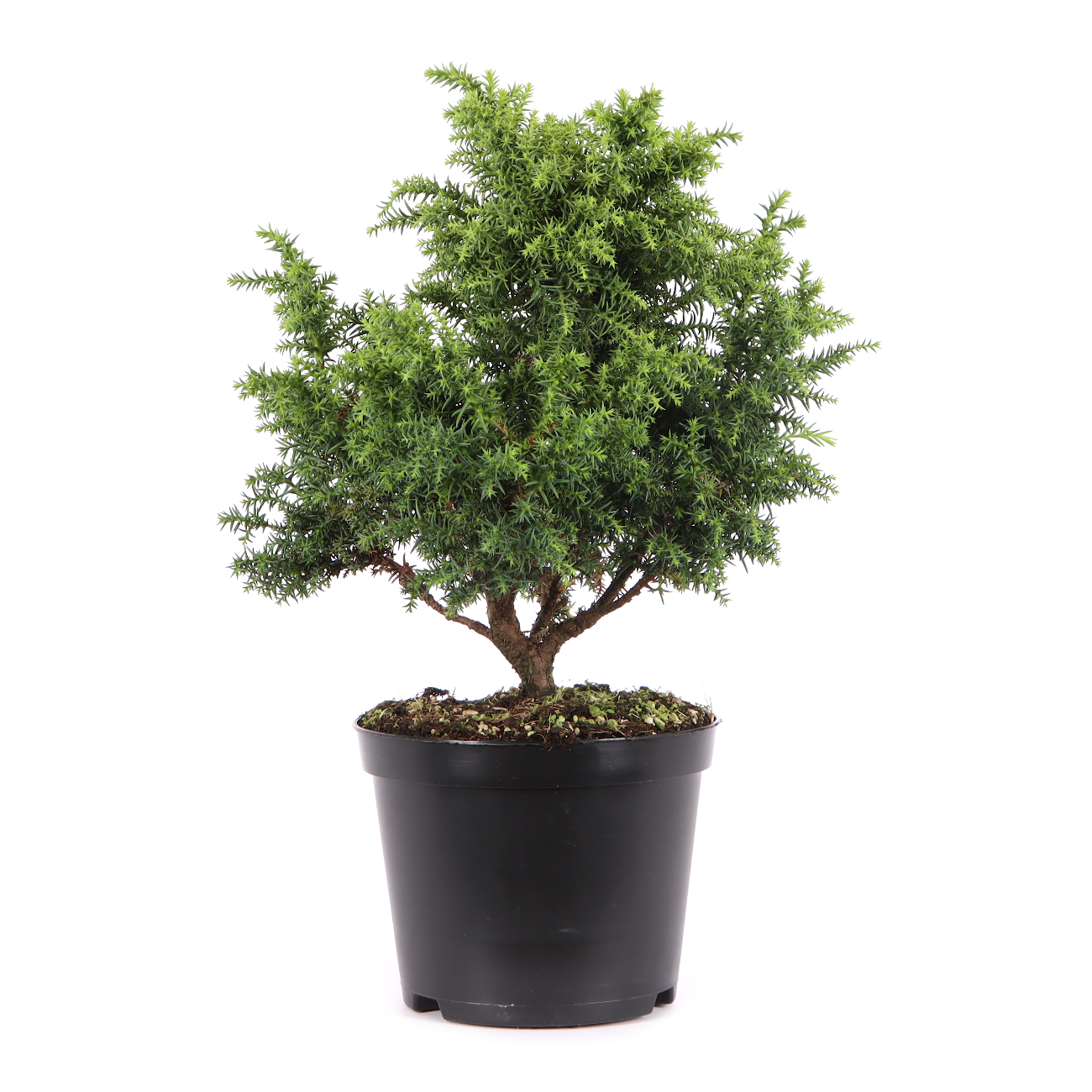 Cryptomeria japonica 'Yokohama'