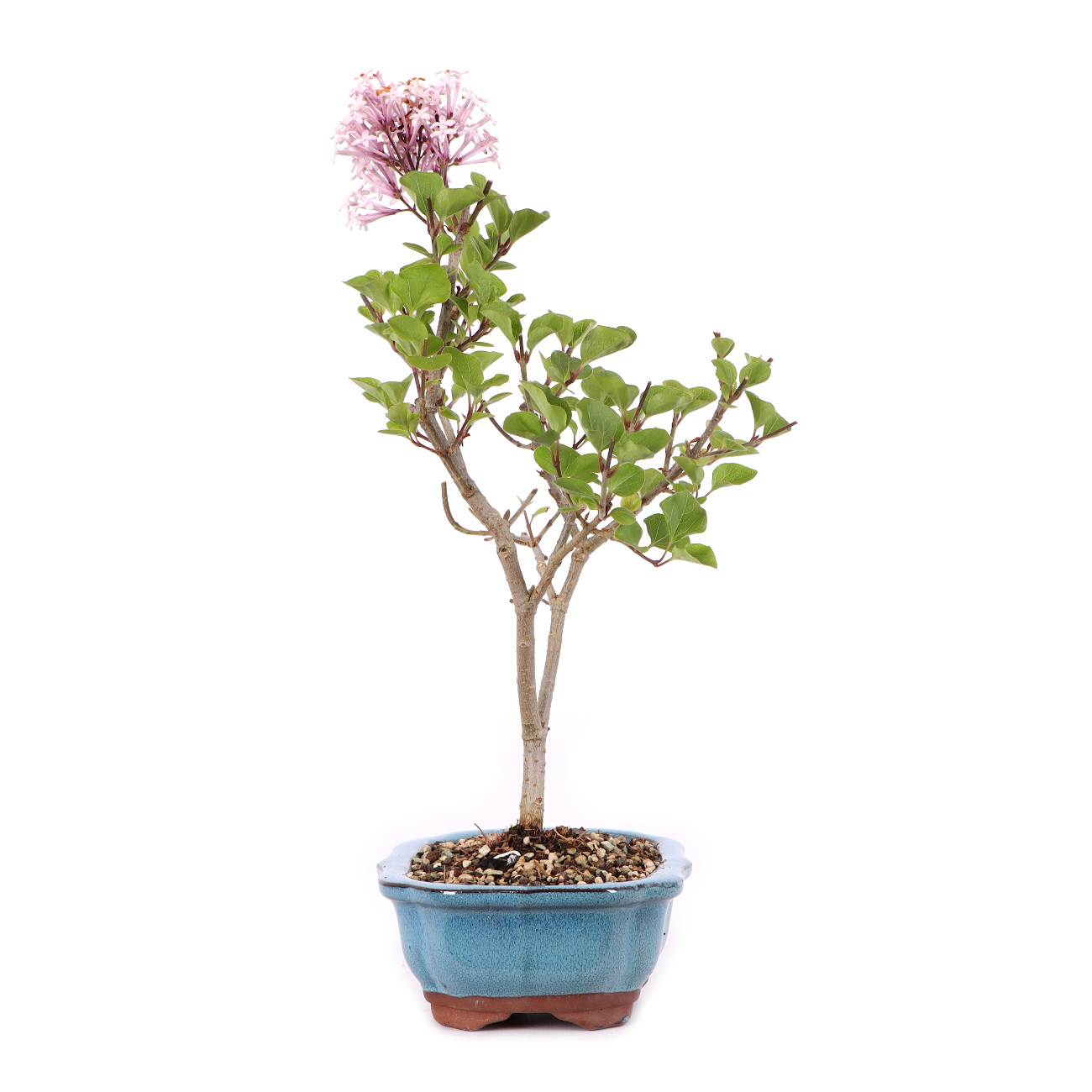 Syringa meyeri 'Palibin'