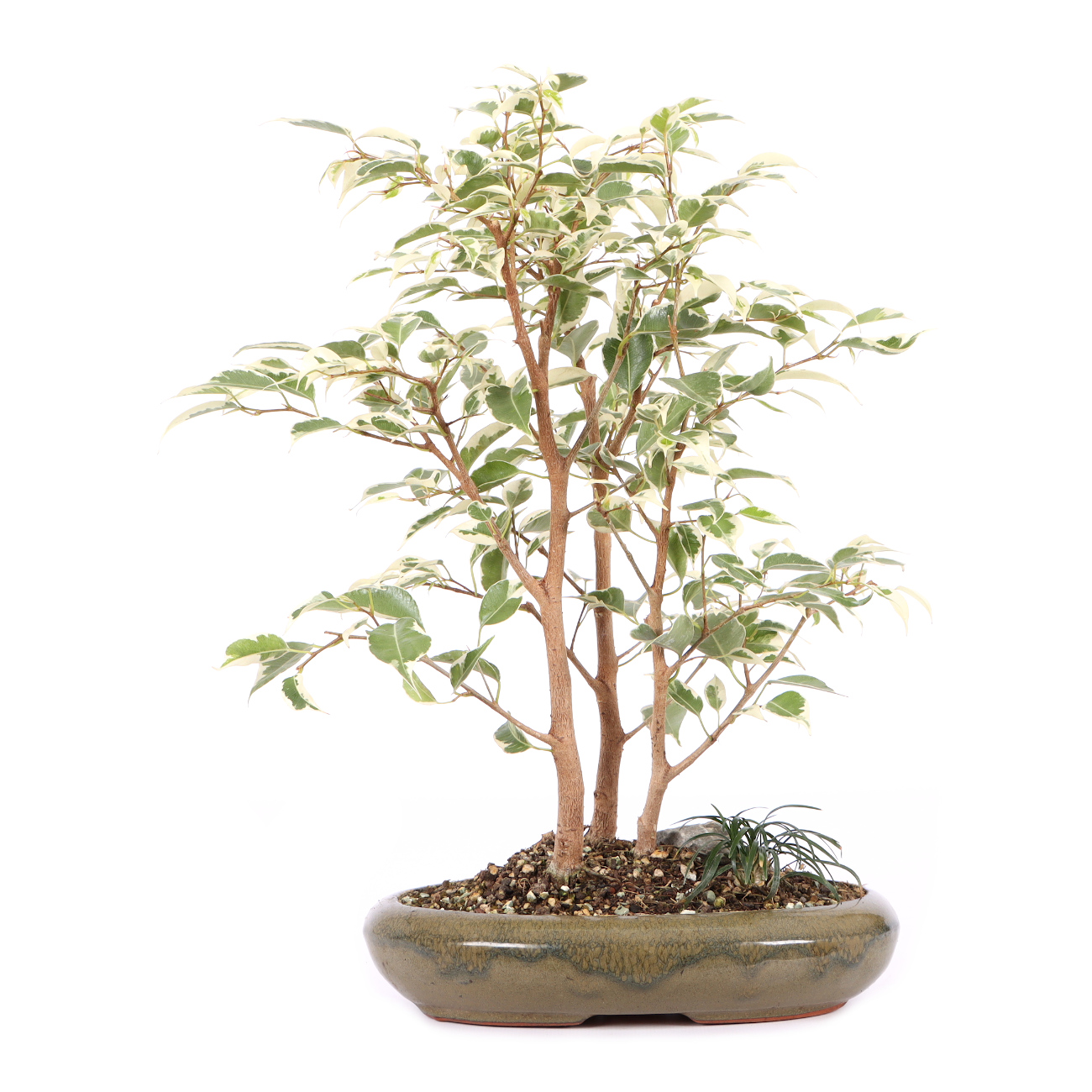 Ficus benjamina 'Starlight'