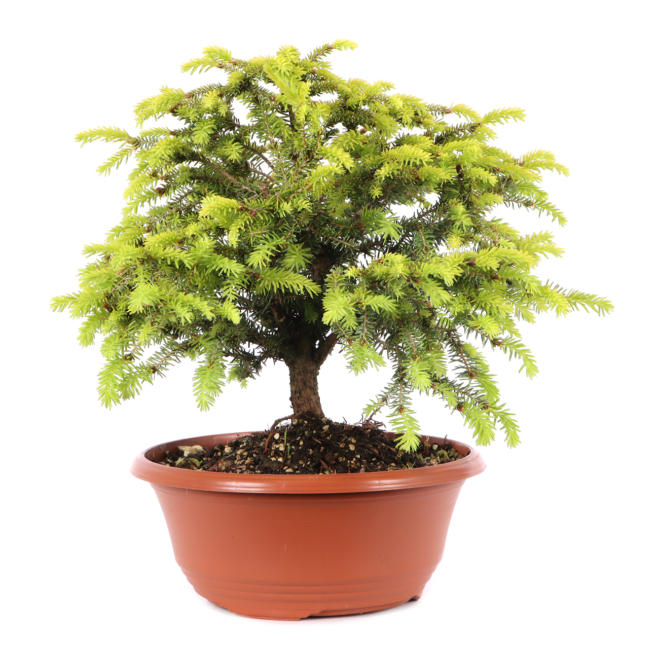 Picea abies 'Nidiformis'