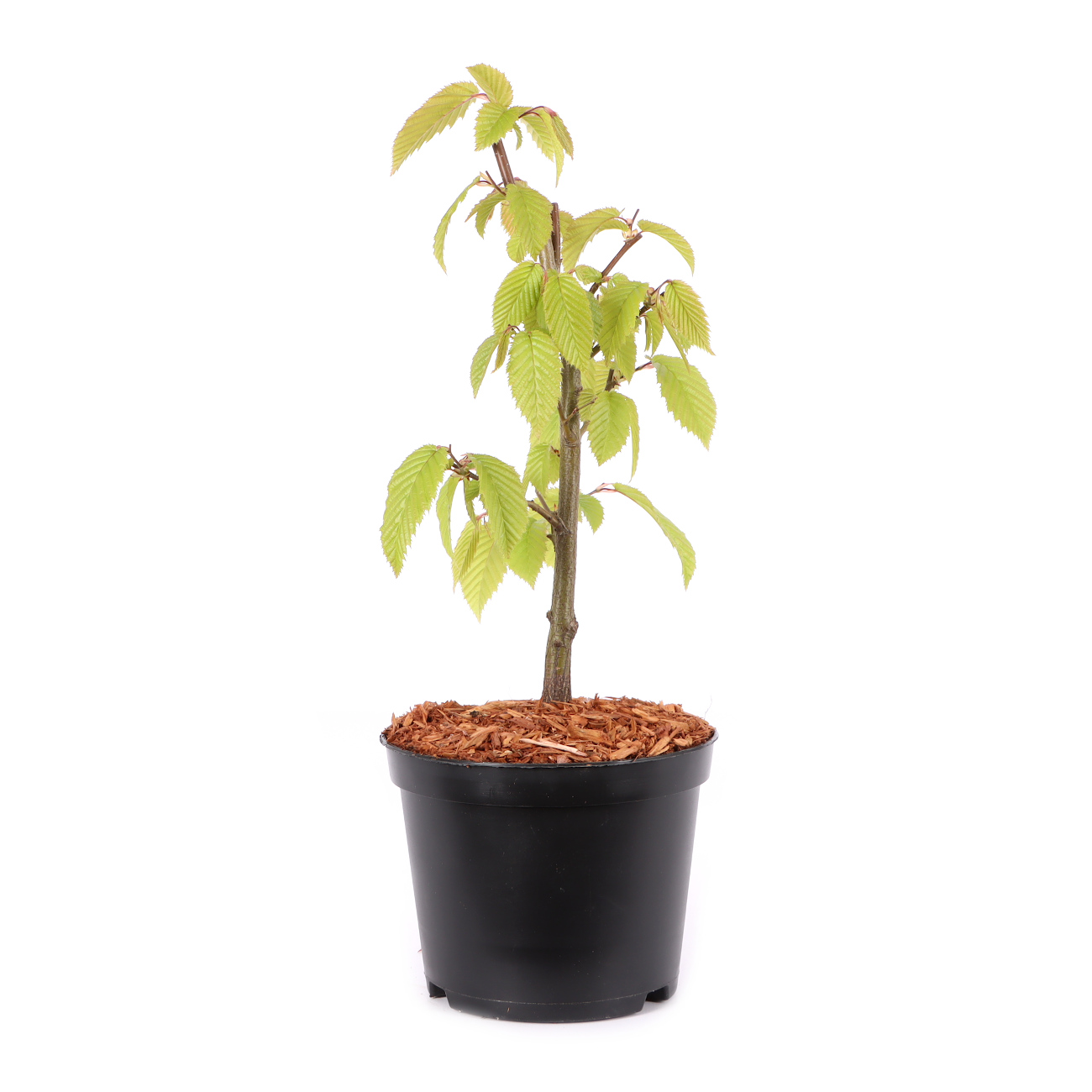 Carpinus betulus