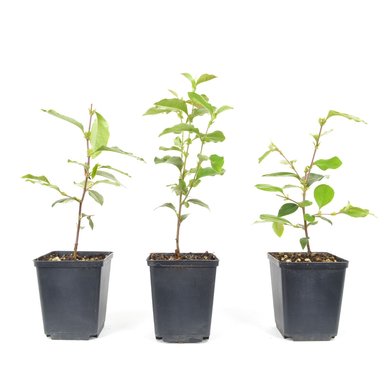 Pseudocydonia sinensis