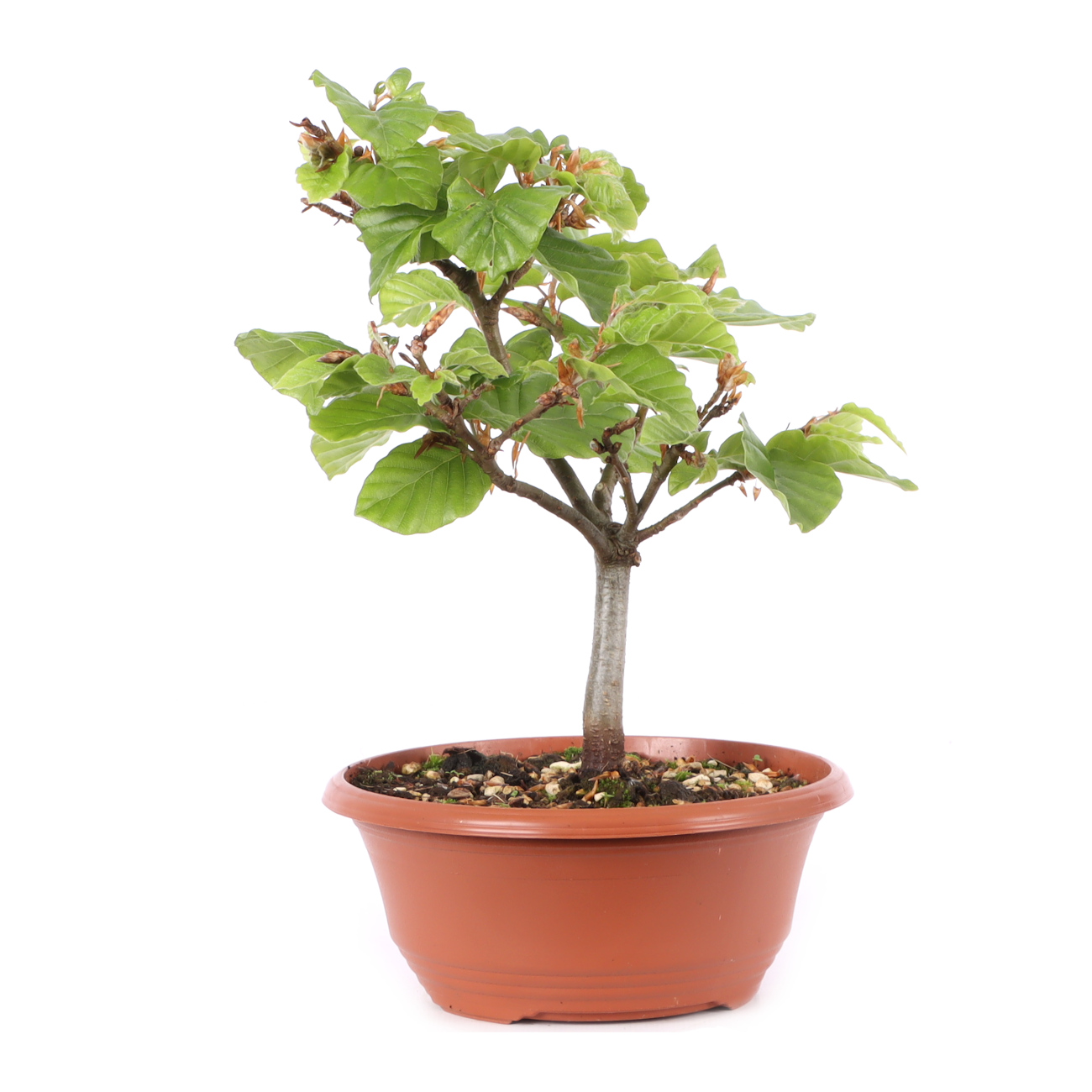 Fagus sylvatica