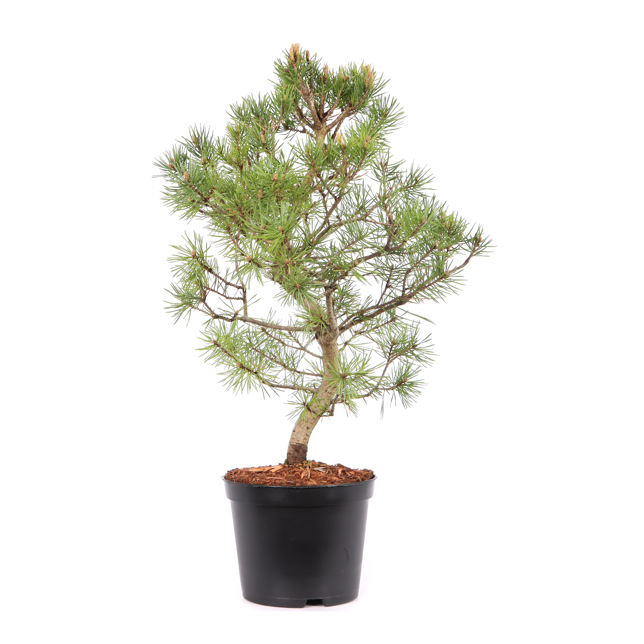 Pinus sylvestris 'Norske Typ'