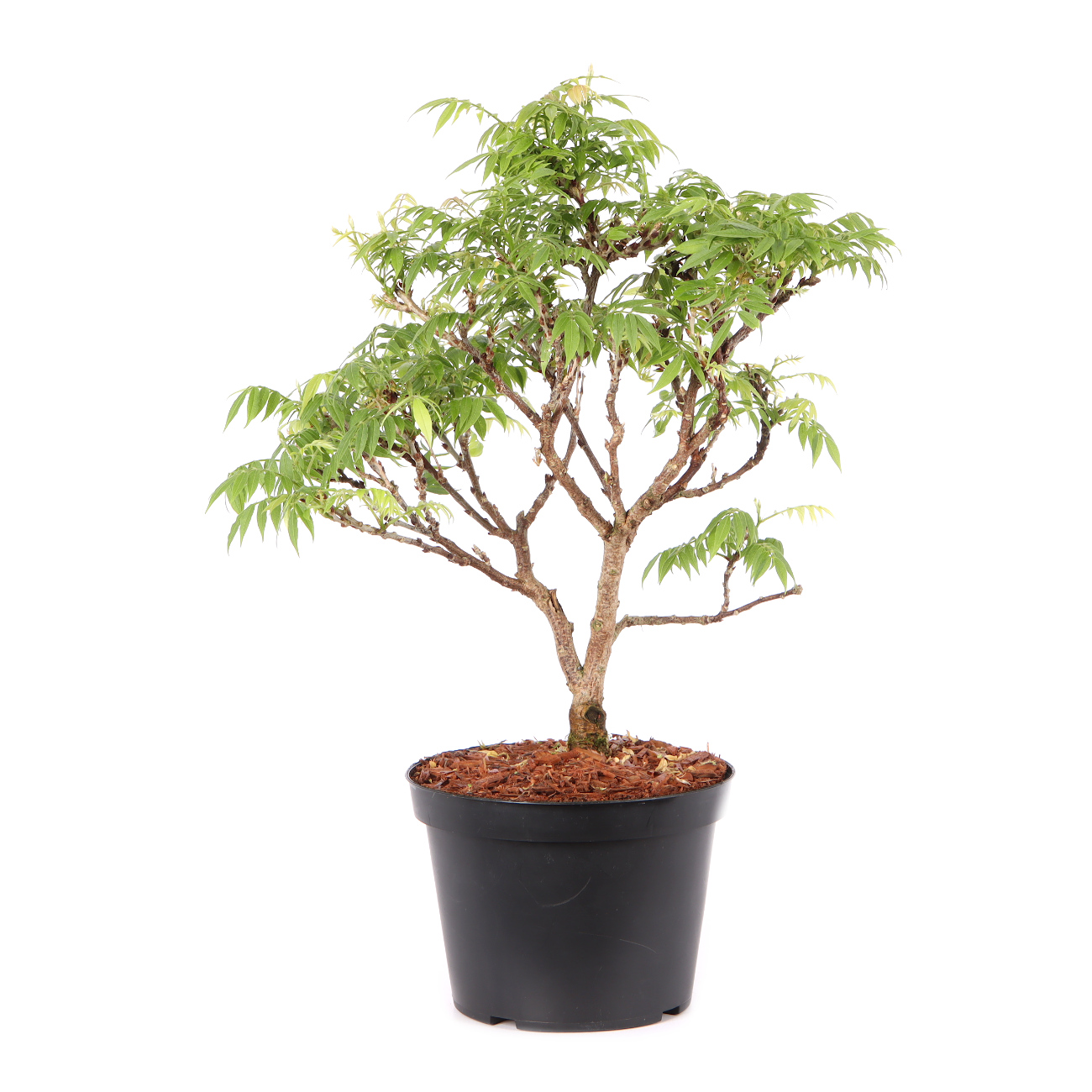 Millettia japonica 'Hime Fuji'