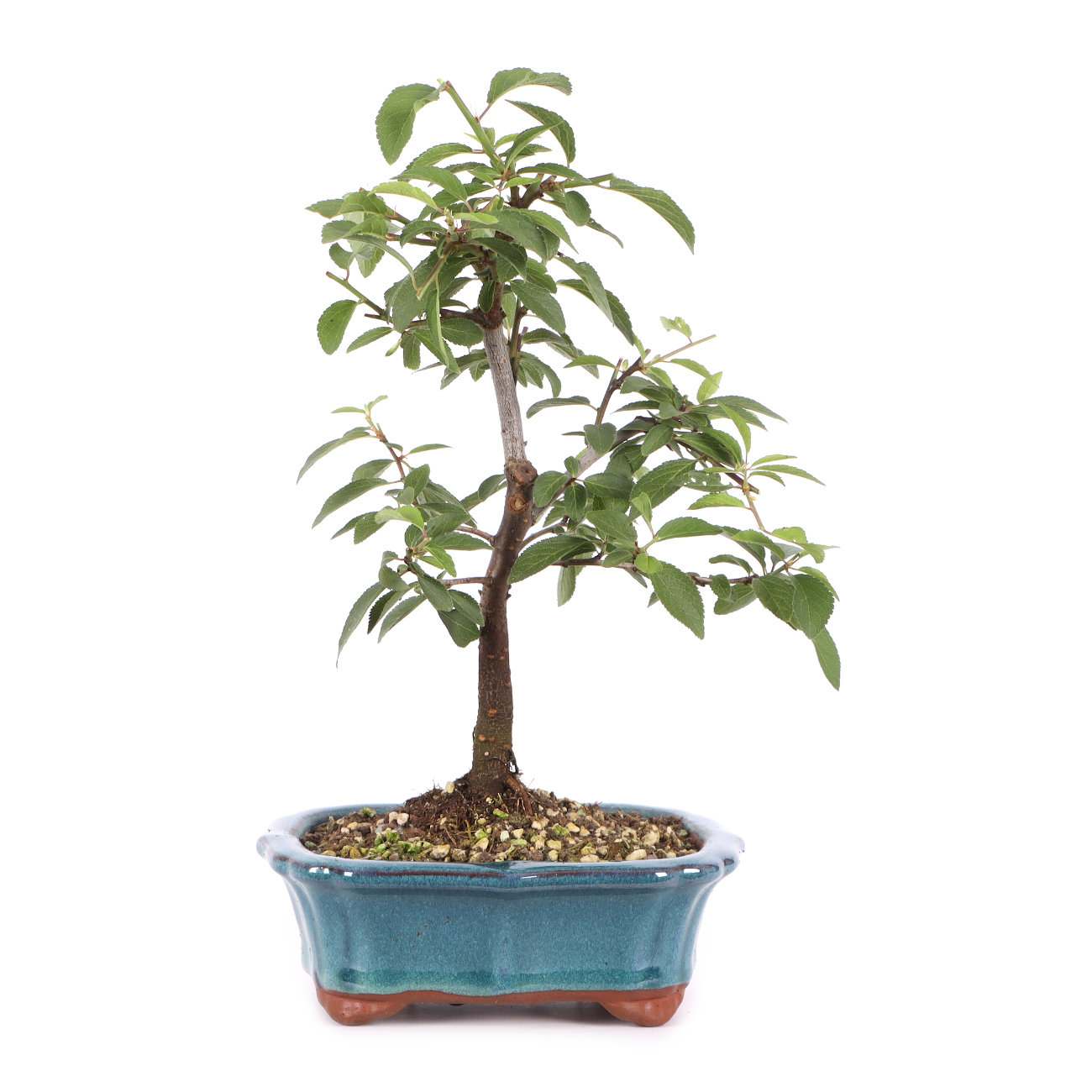 Prunus spinosa