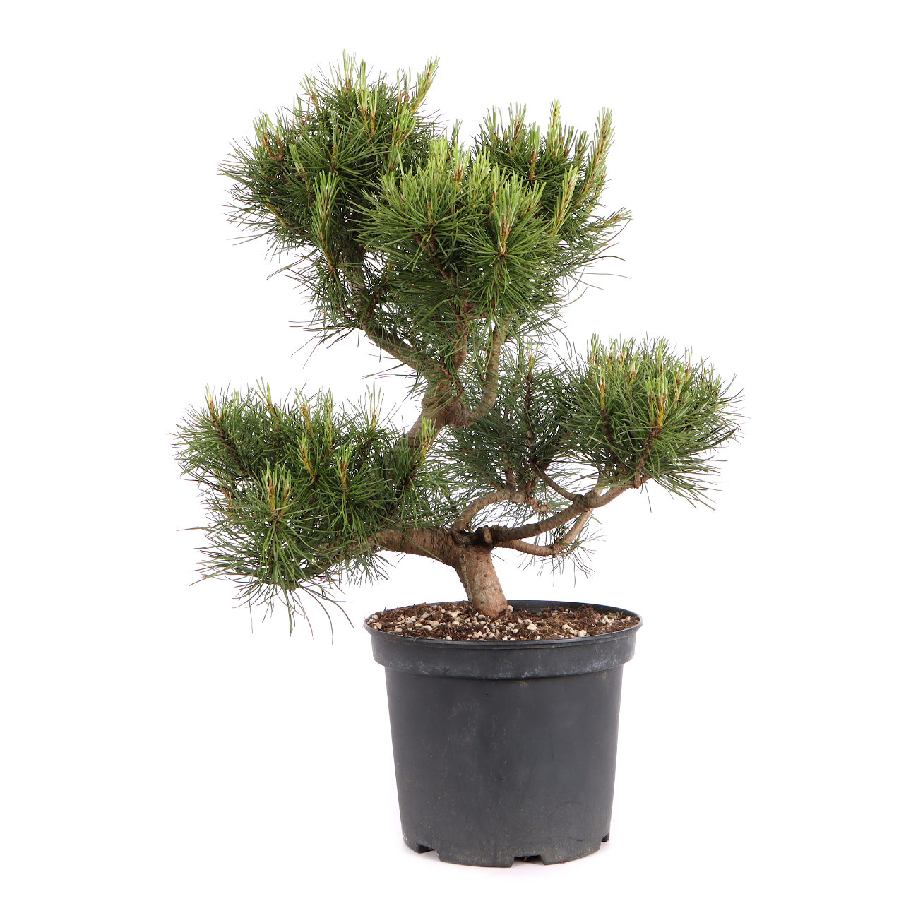 Pinus sylvestris