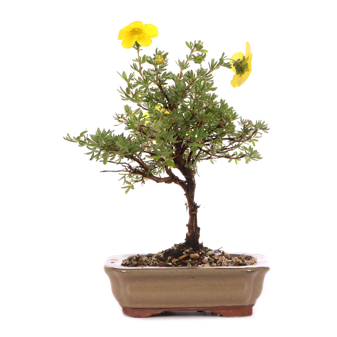 Potentilla fruticosa 'Goldteppich'