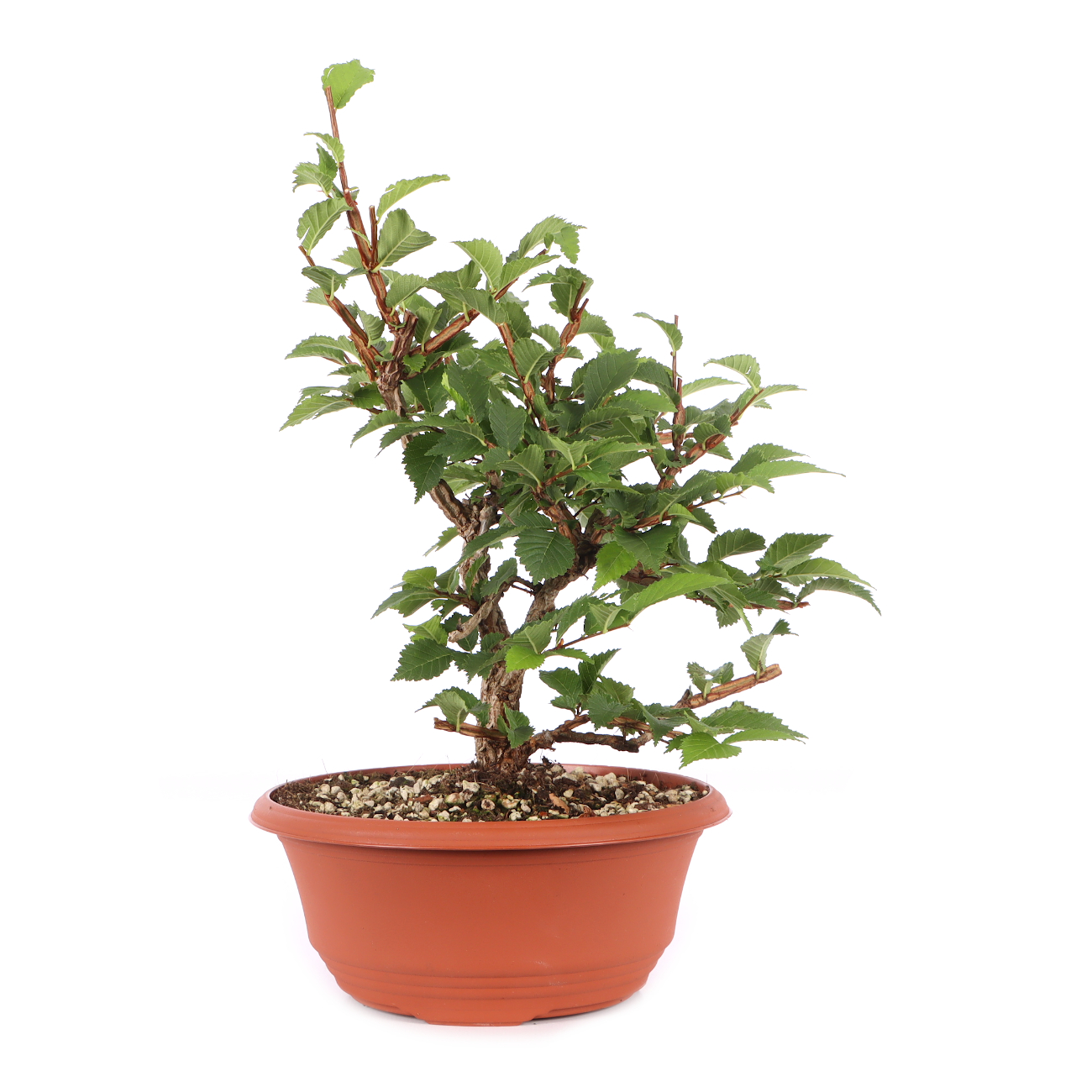 Ulmus minor var.