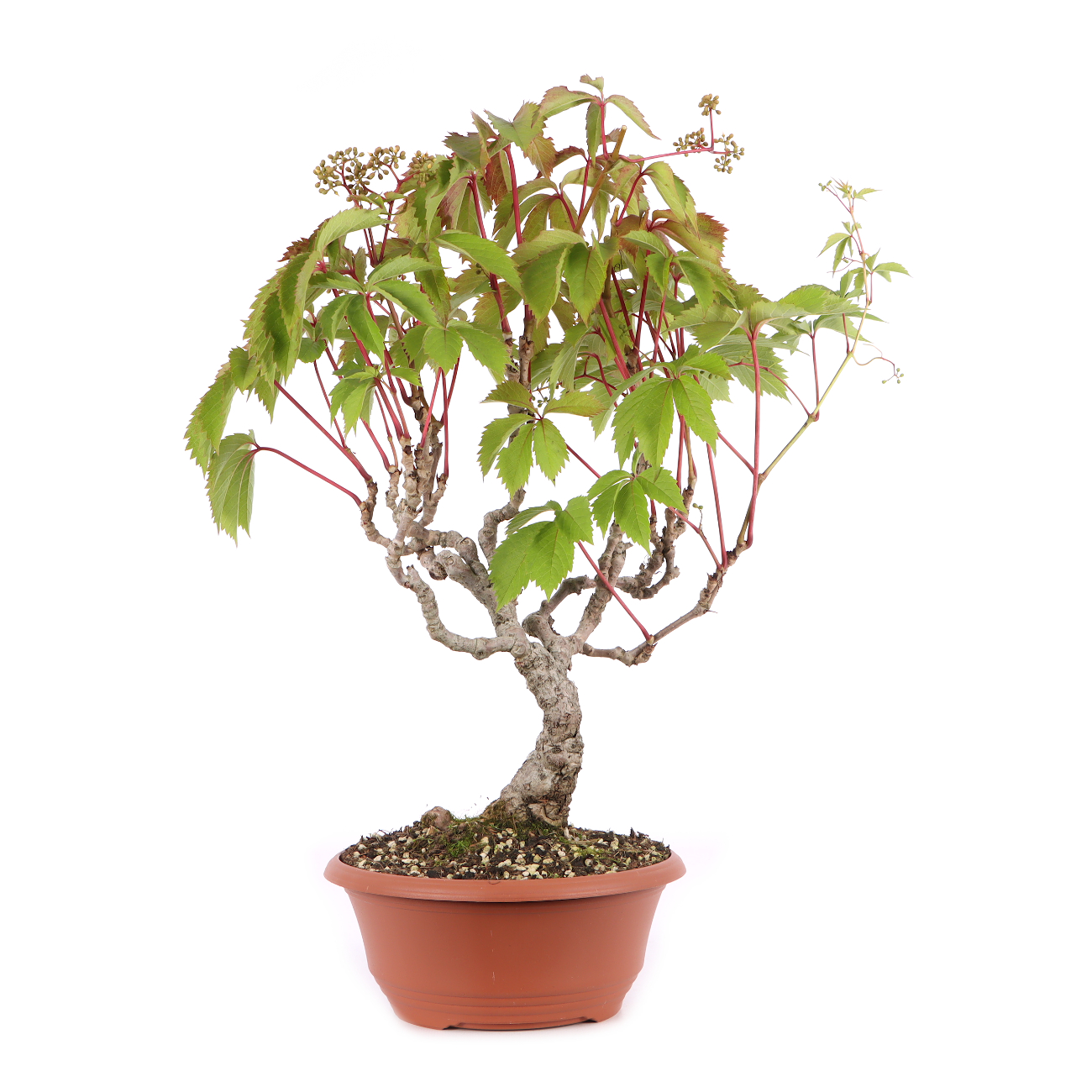 Parthenocissus quinquefolia