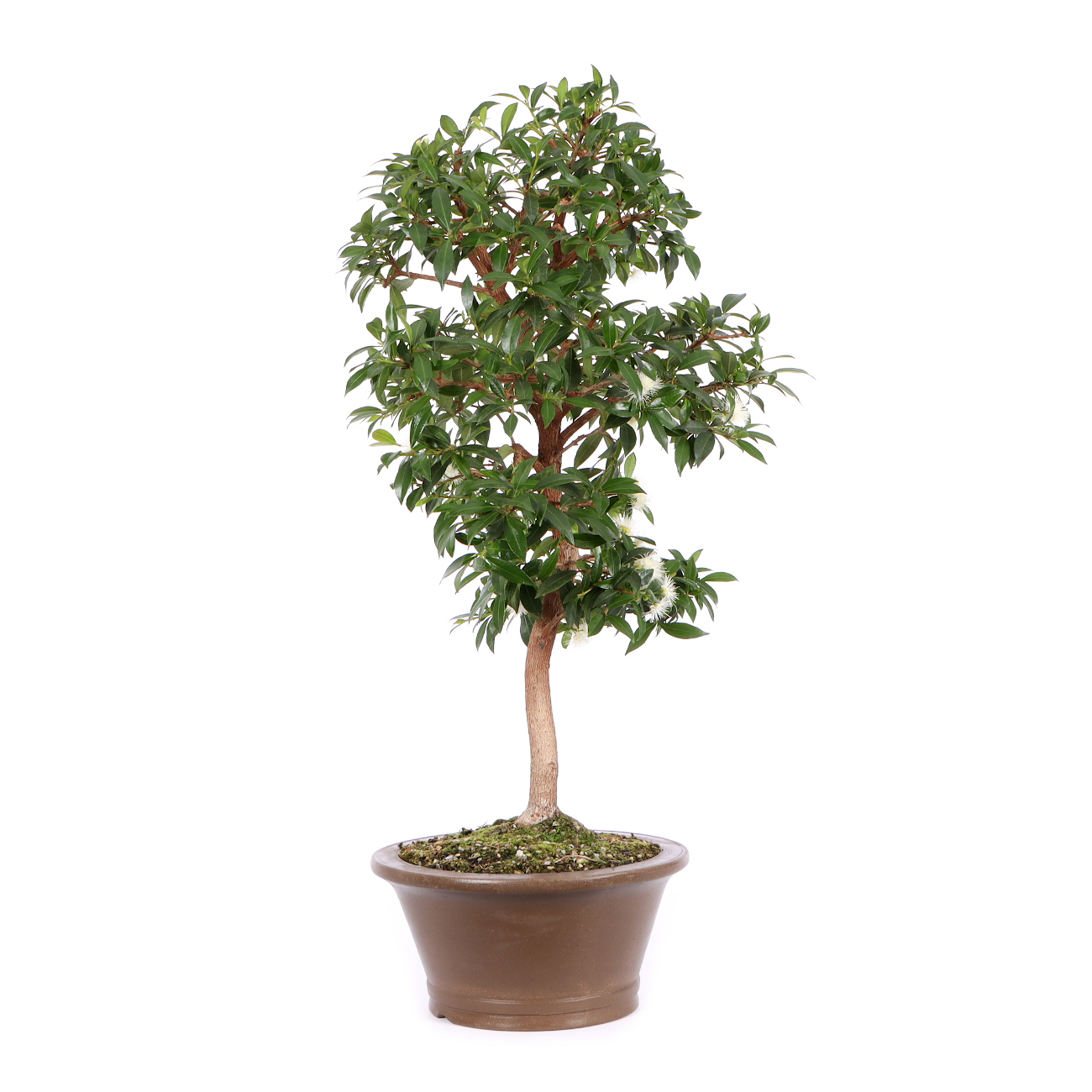 Seitenansicht rechts mit Blüte