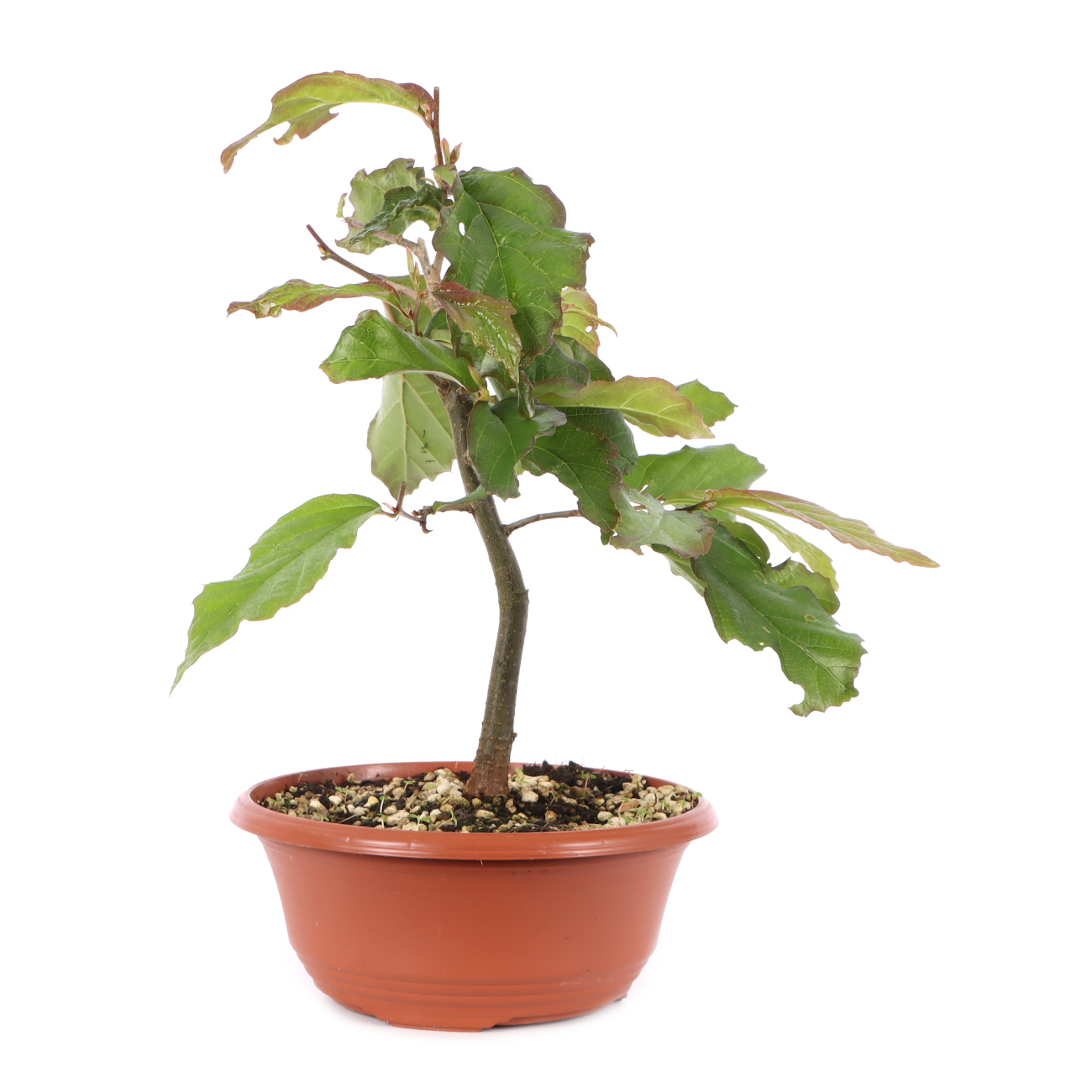 Parrotia persica 'Bella'