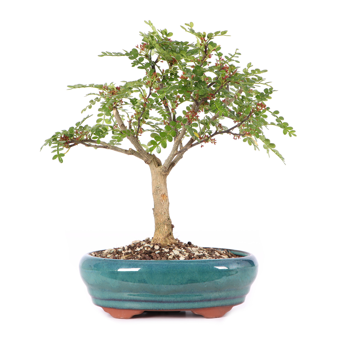 Zanthoxylum spec.