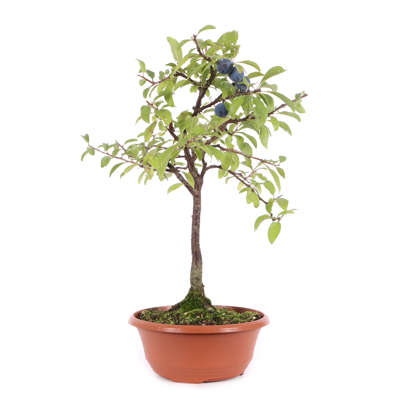 Prunus spinosa