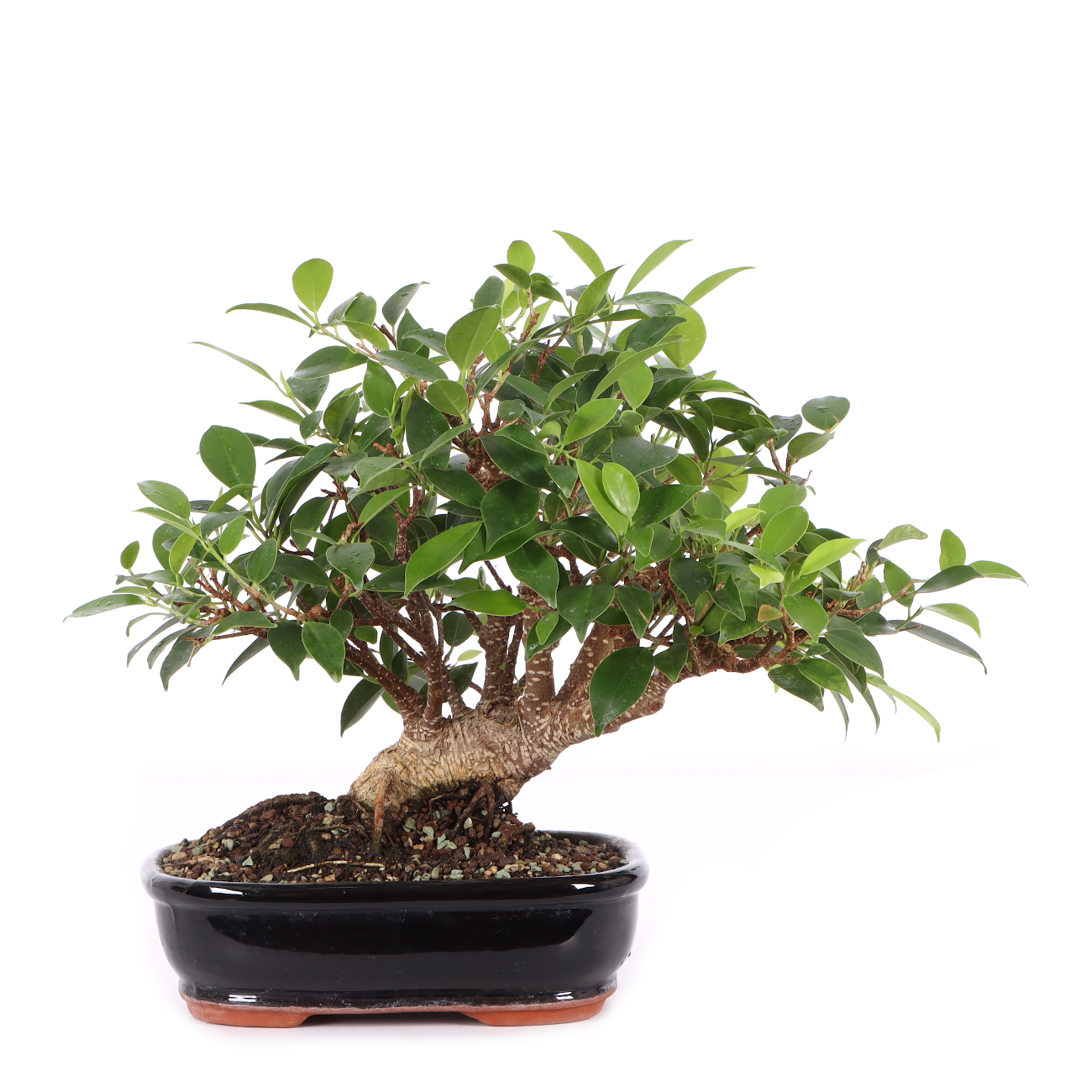 Ficus microcarpa 'Tiger Bark'