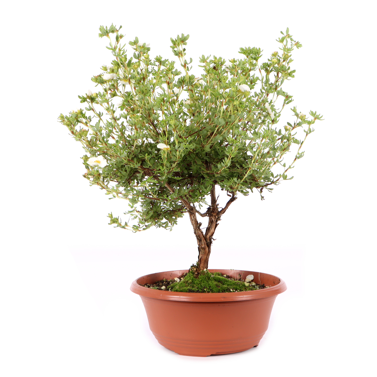 Potentilla fruticosa 'Pink Queen'