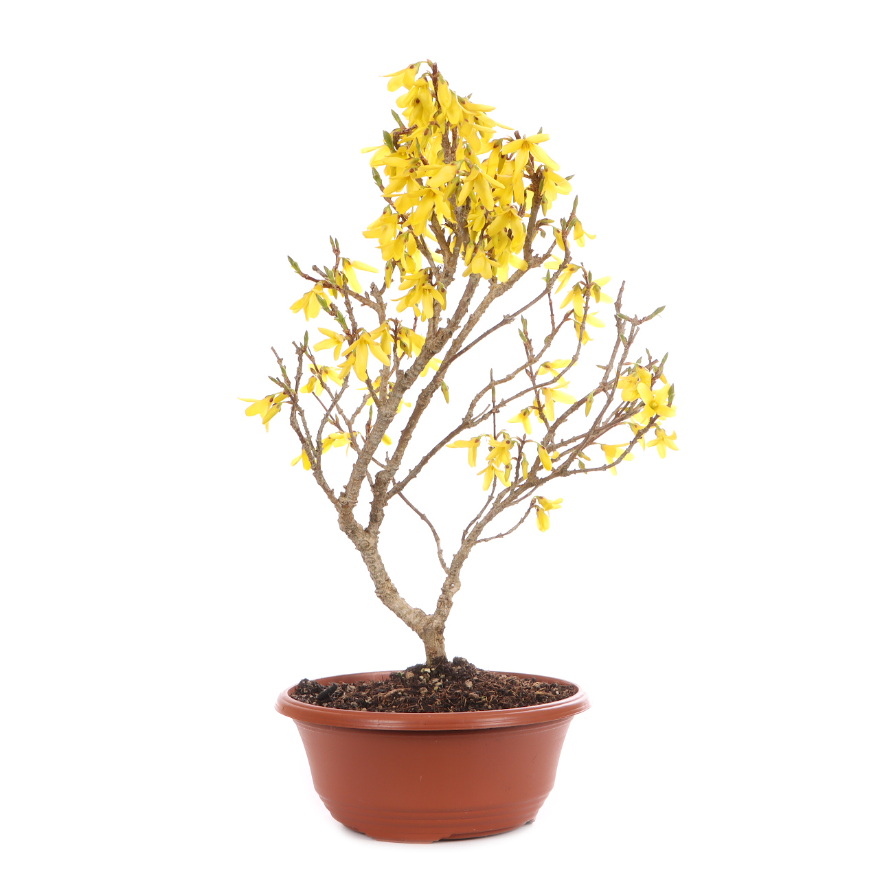 Forsythia x intermedia 'Minigold'