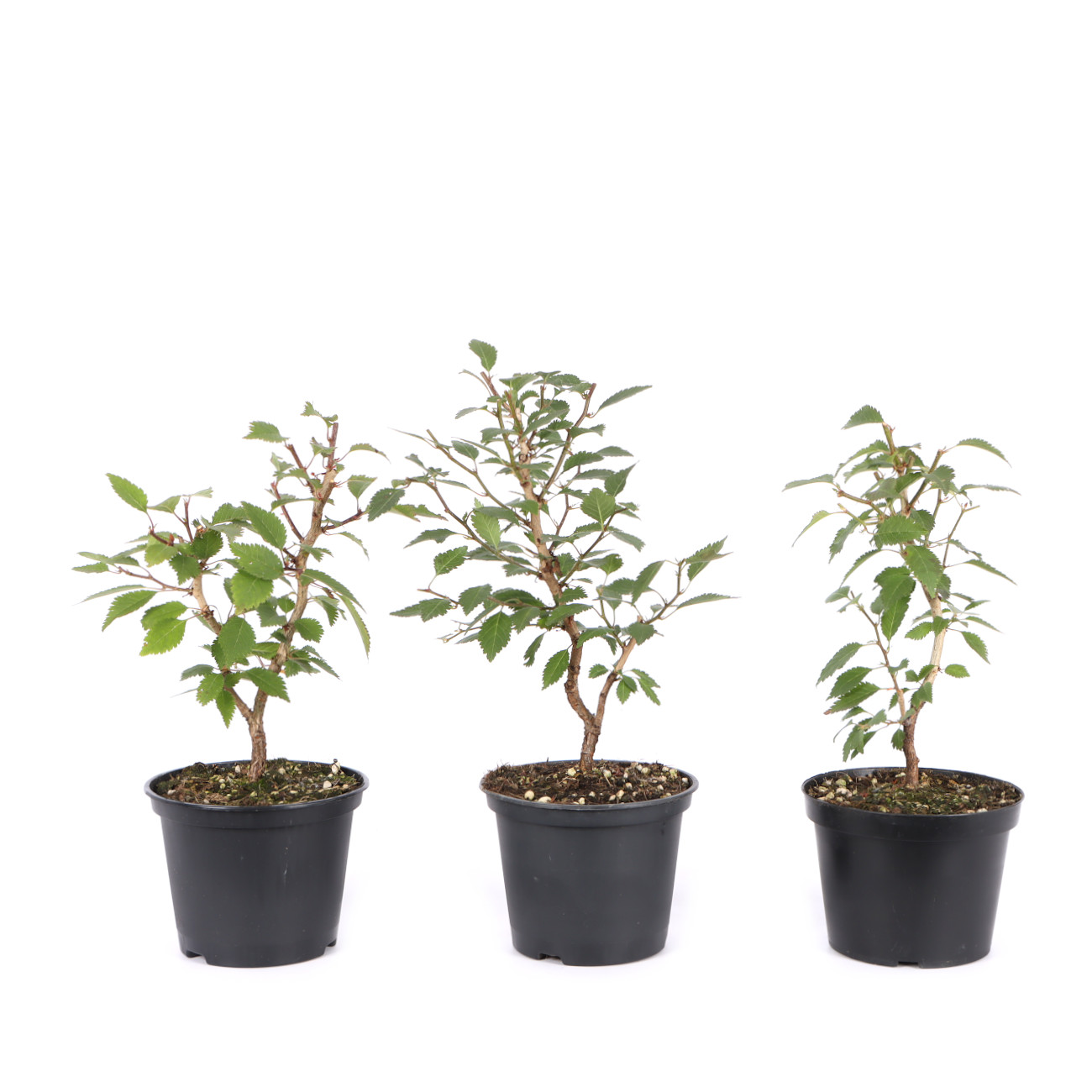 Prunus incisa 'Kojou-no-mai'