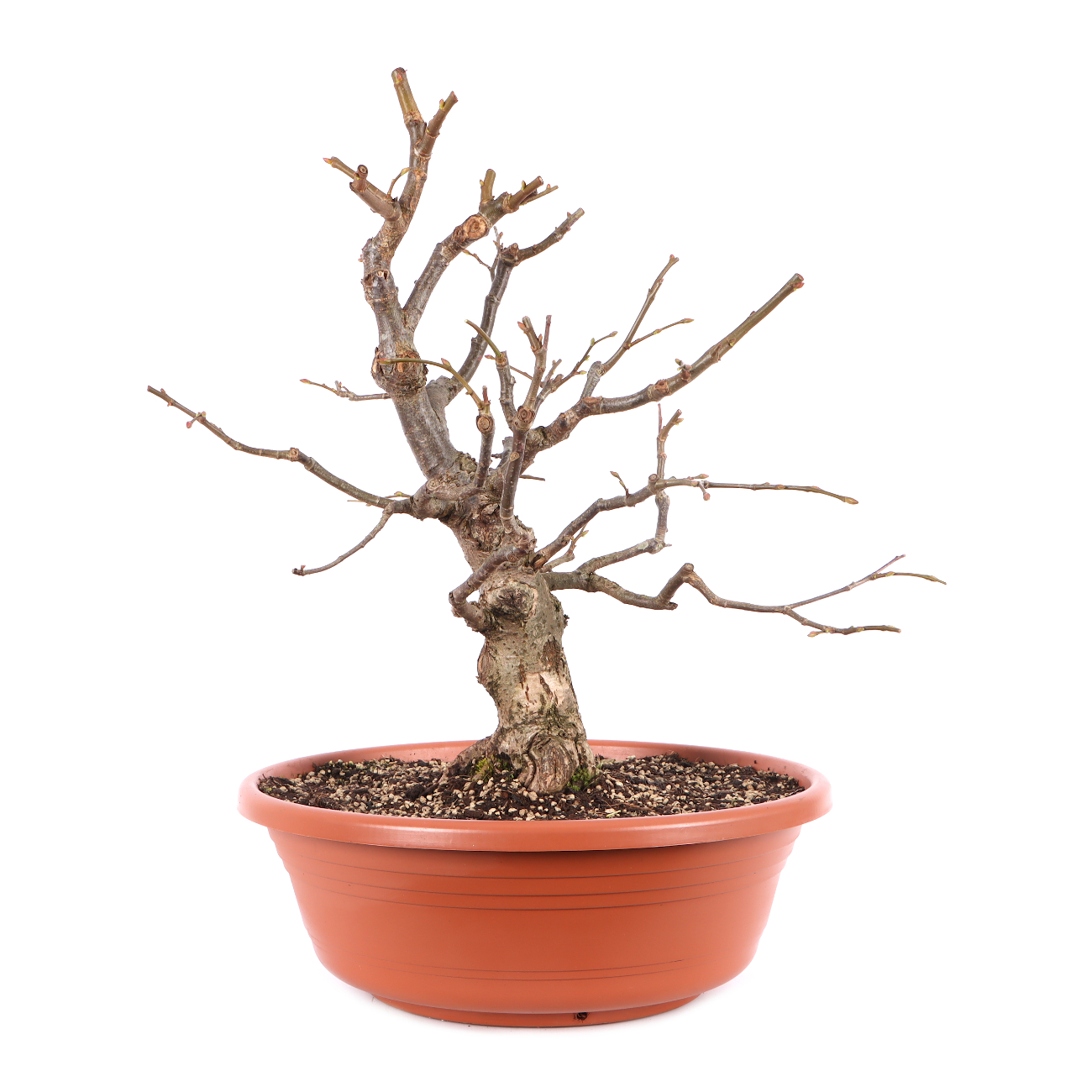 Tilia cordata