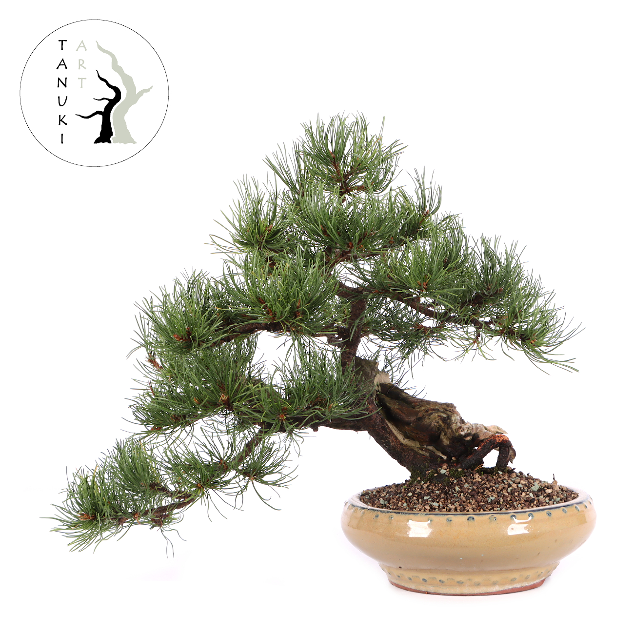 Pinus mugo subsp. uncinata