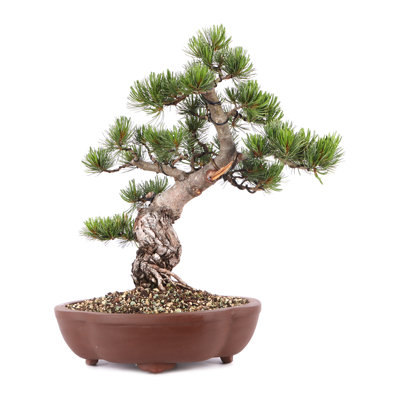Pinus parviflora 'Glauca'