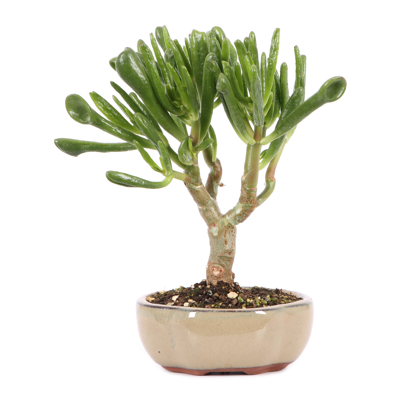 Crassula ovata 'Horn Tree'