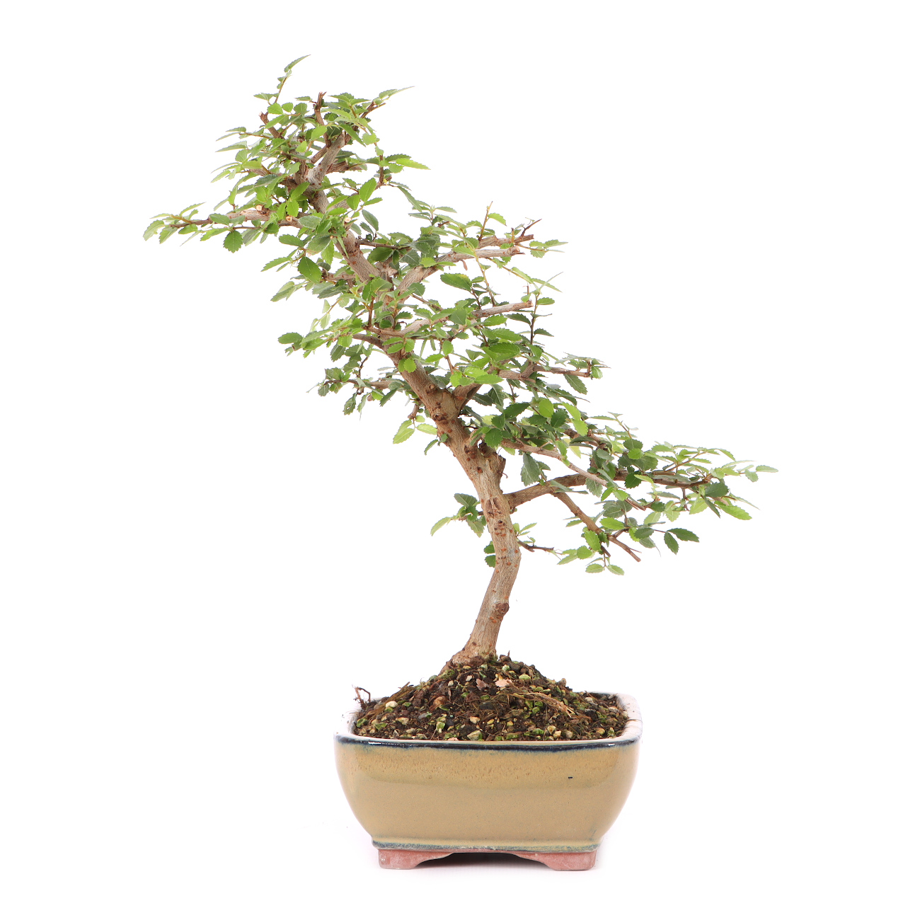 Ulmus parvifolia