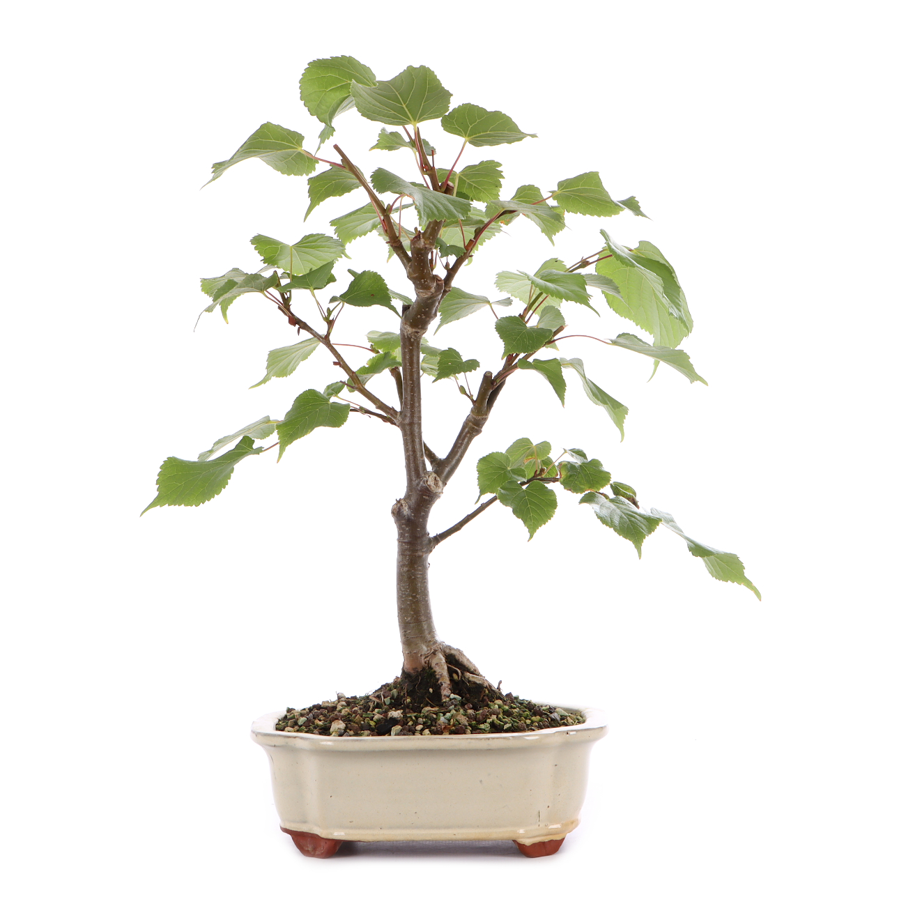 Tilia cordata