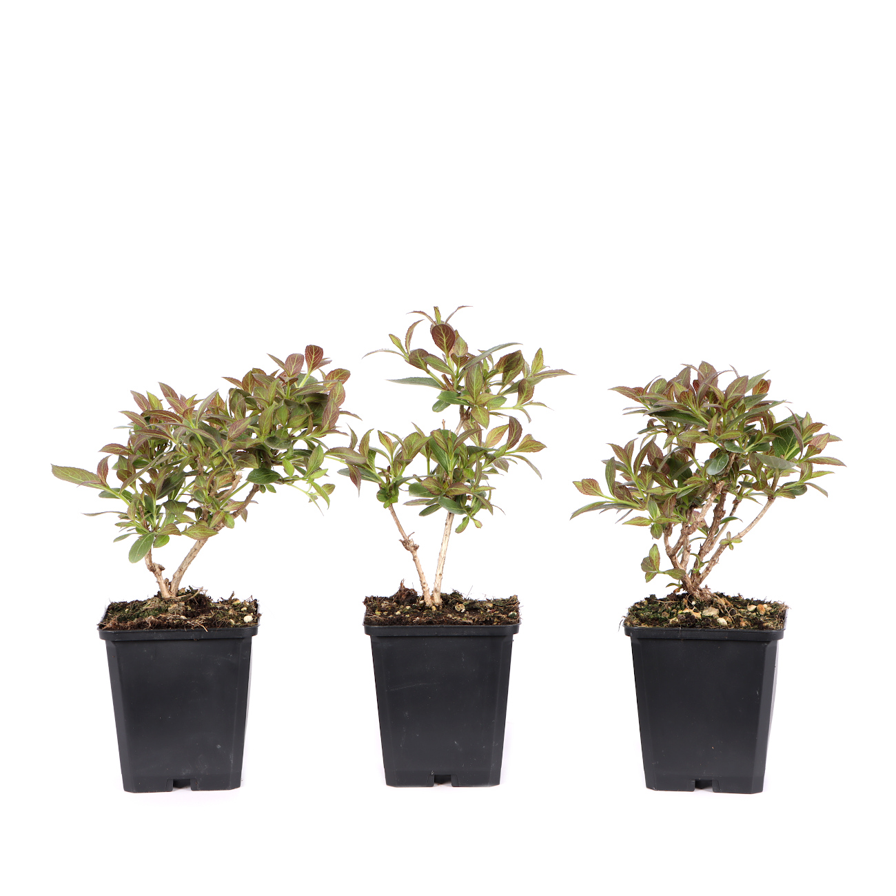 Weigela florida 'Nana Purpurea'