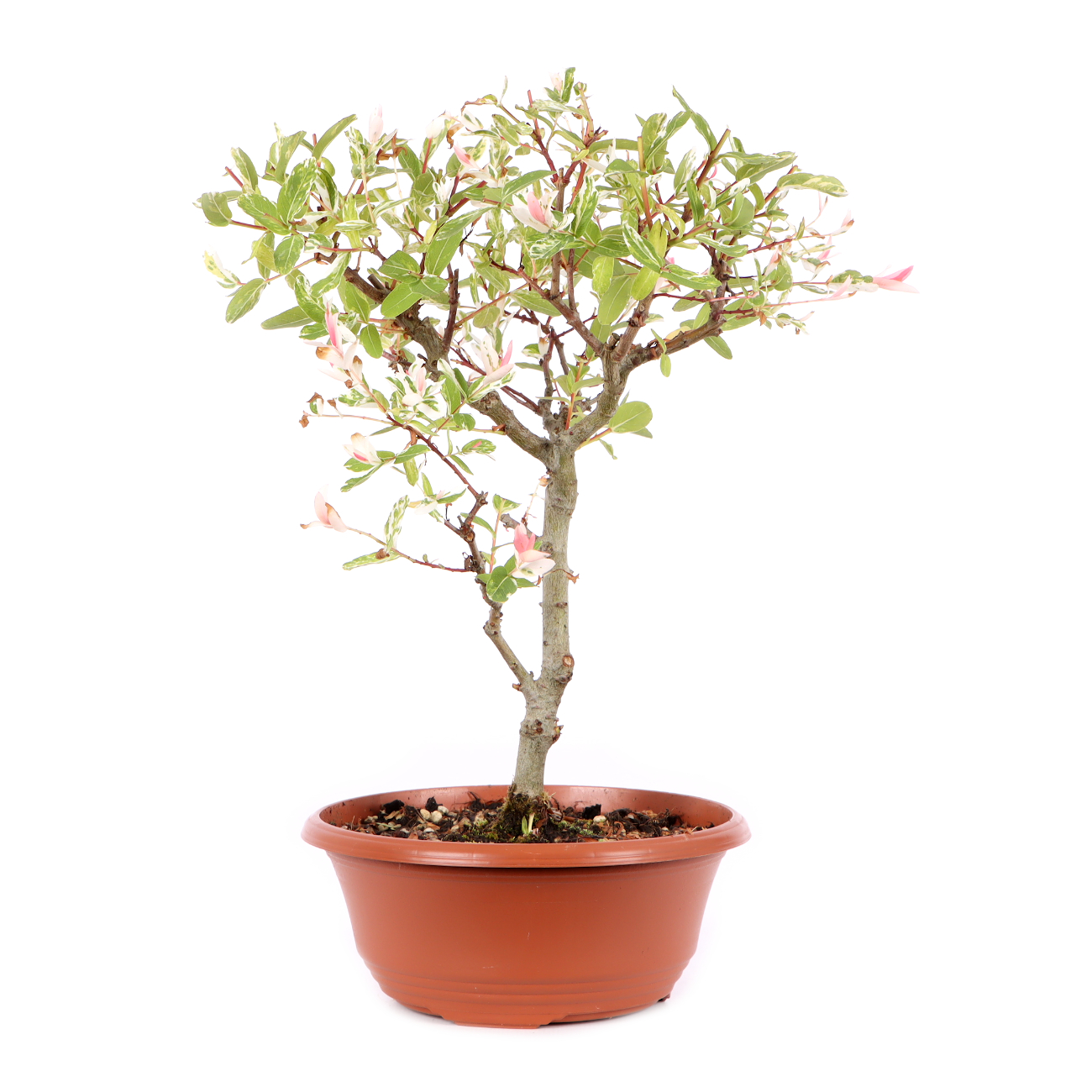 Salix integra 'Hakuro Nishiki'
