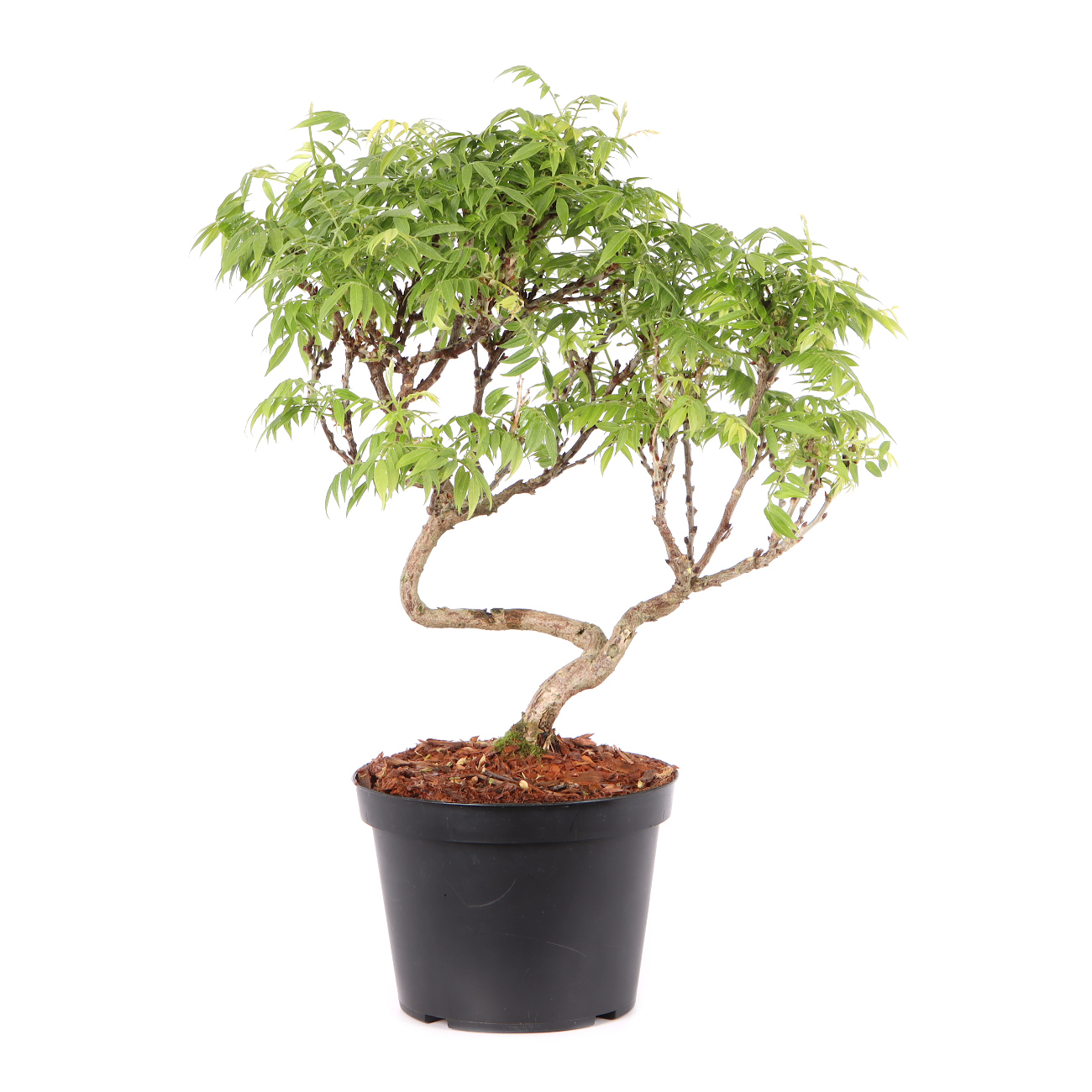 Millettia japonica 'Hime Fuji'